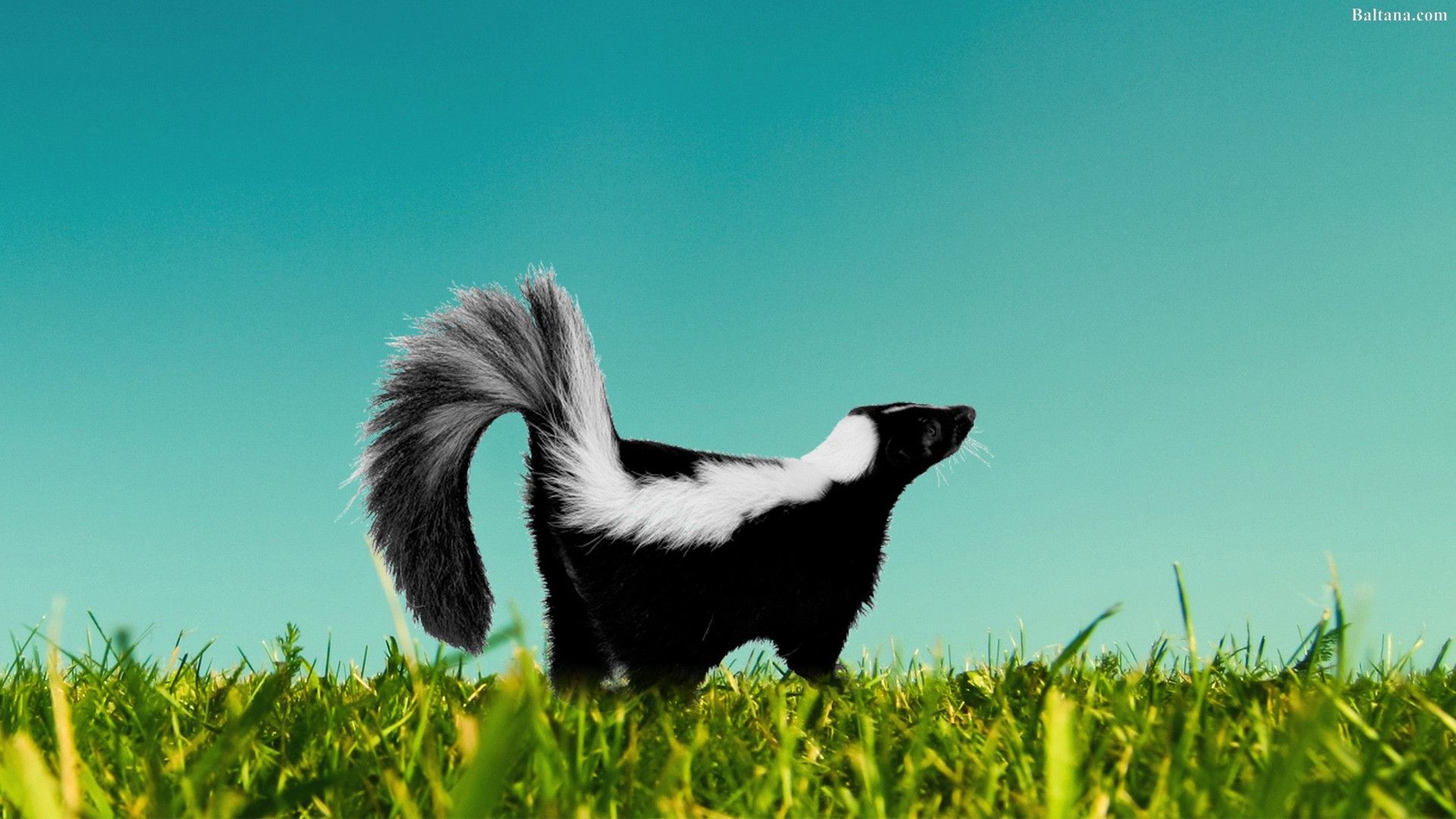 Skunks Wallpapers