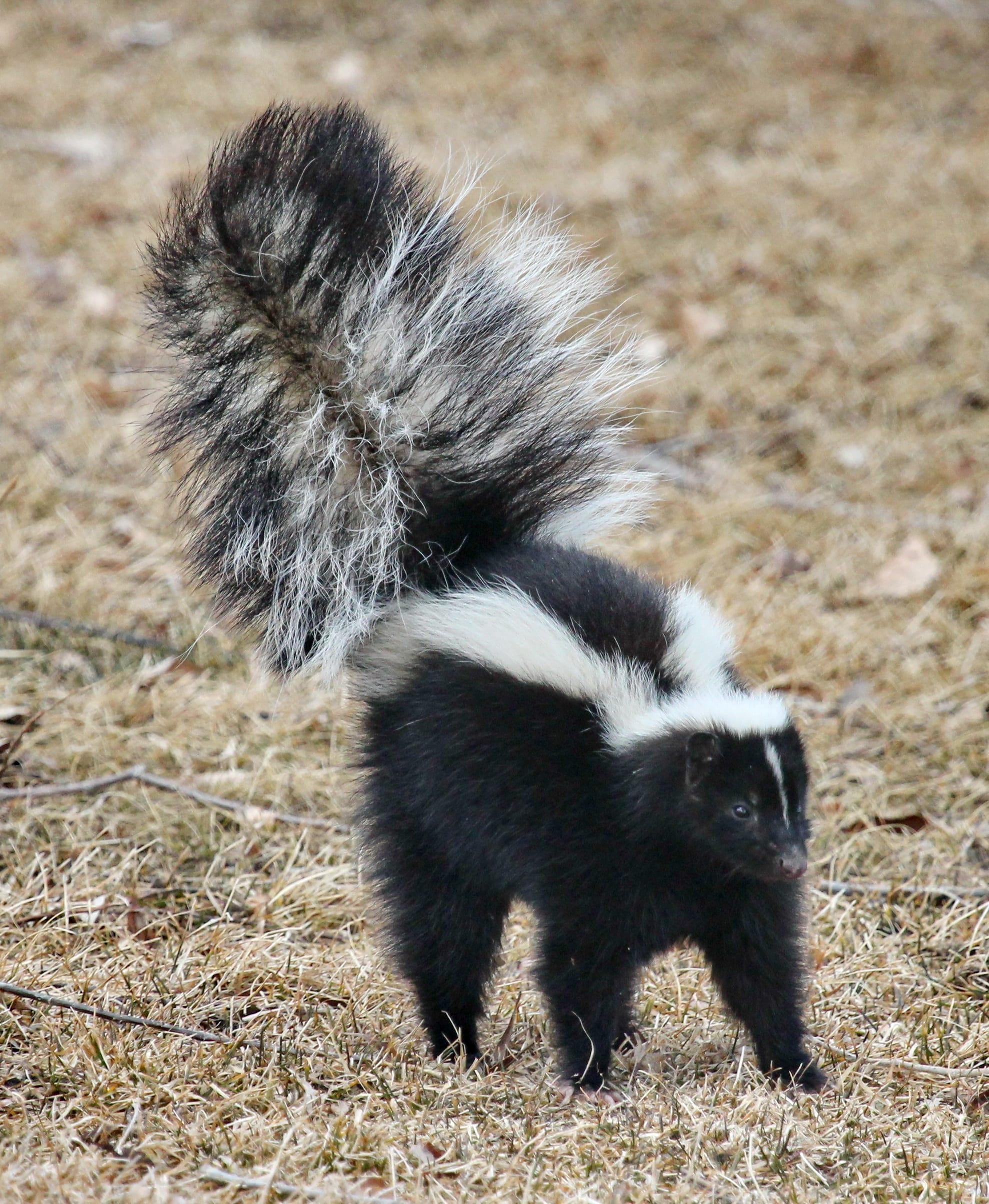 Skunks Wallpapers