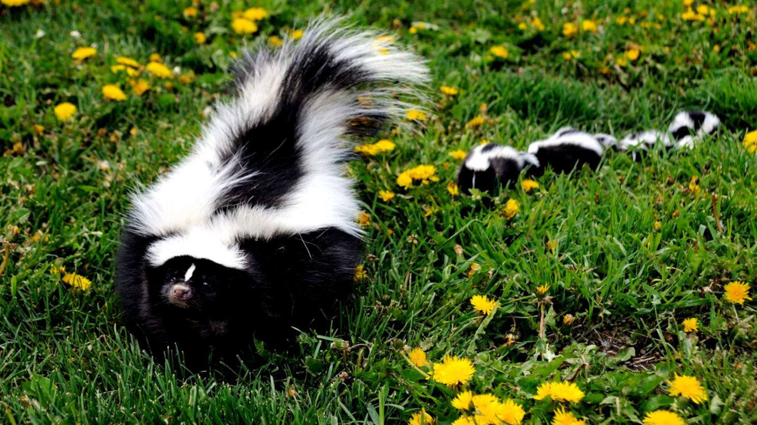 Skunks Wallpapers