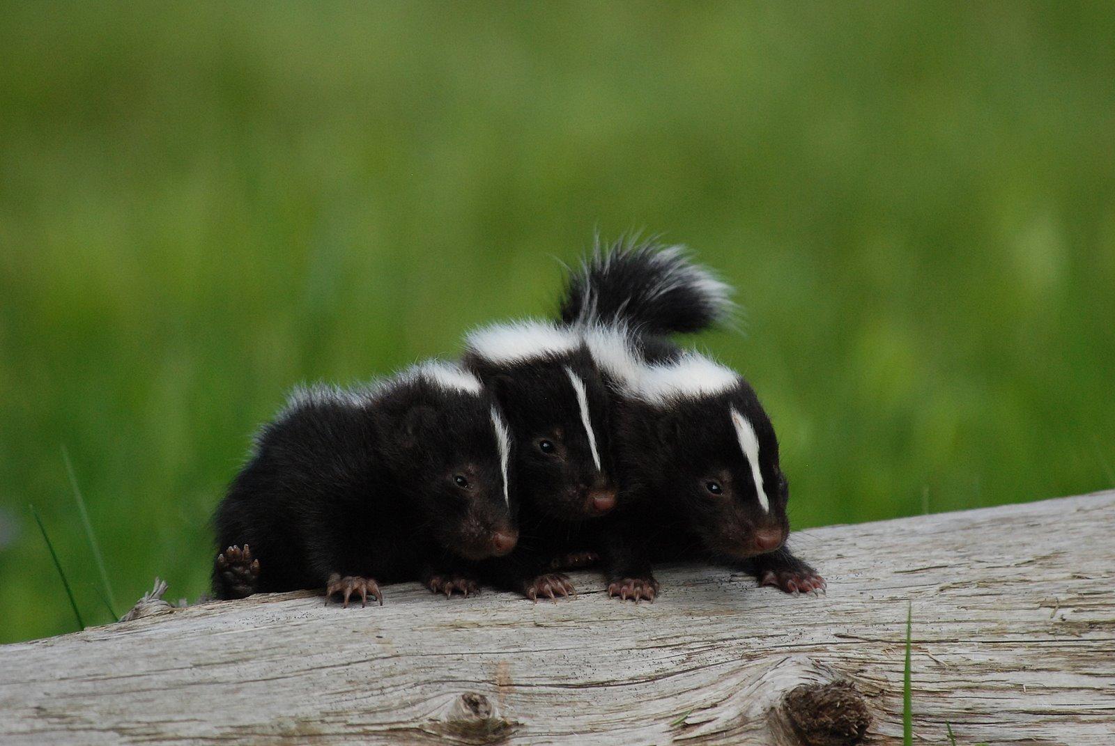 Skunks Wallpapers