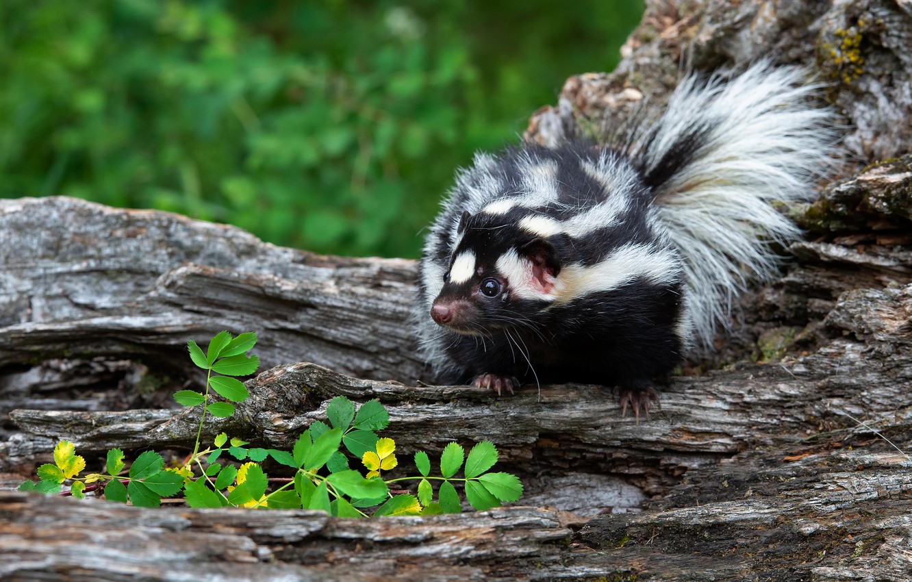 Skunks Wallpapers