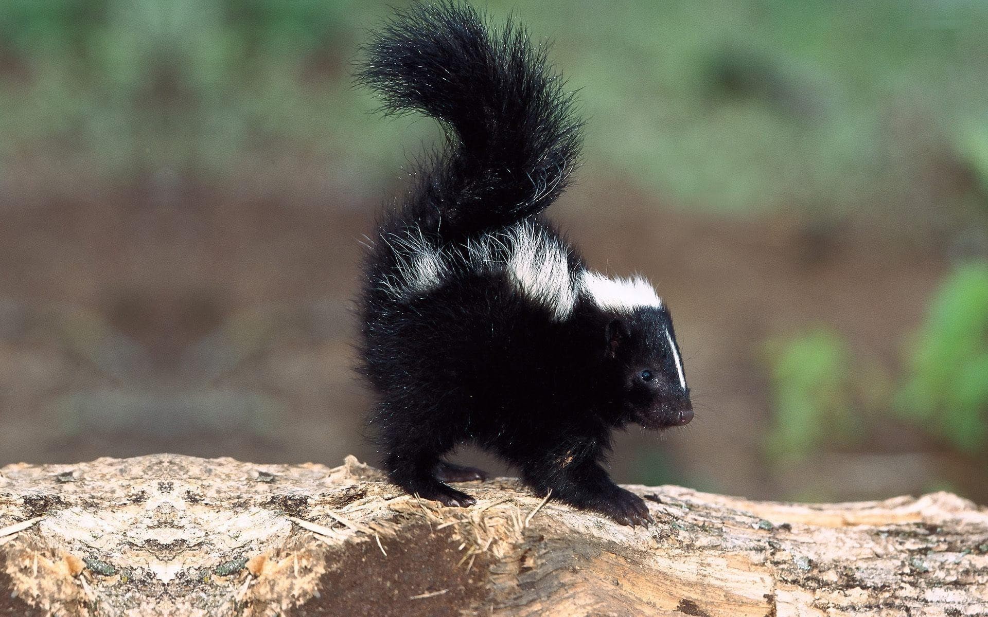 Skunks Wallpapers