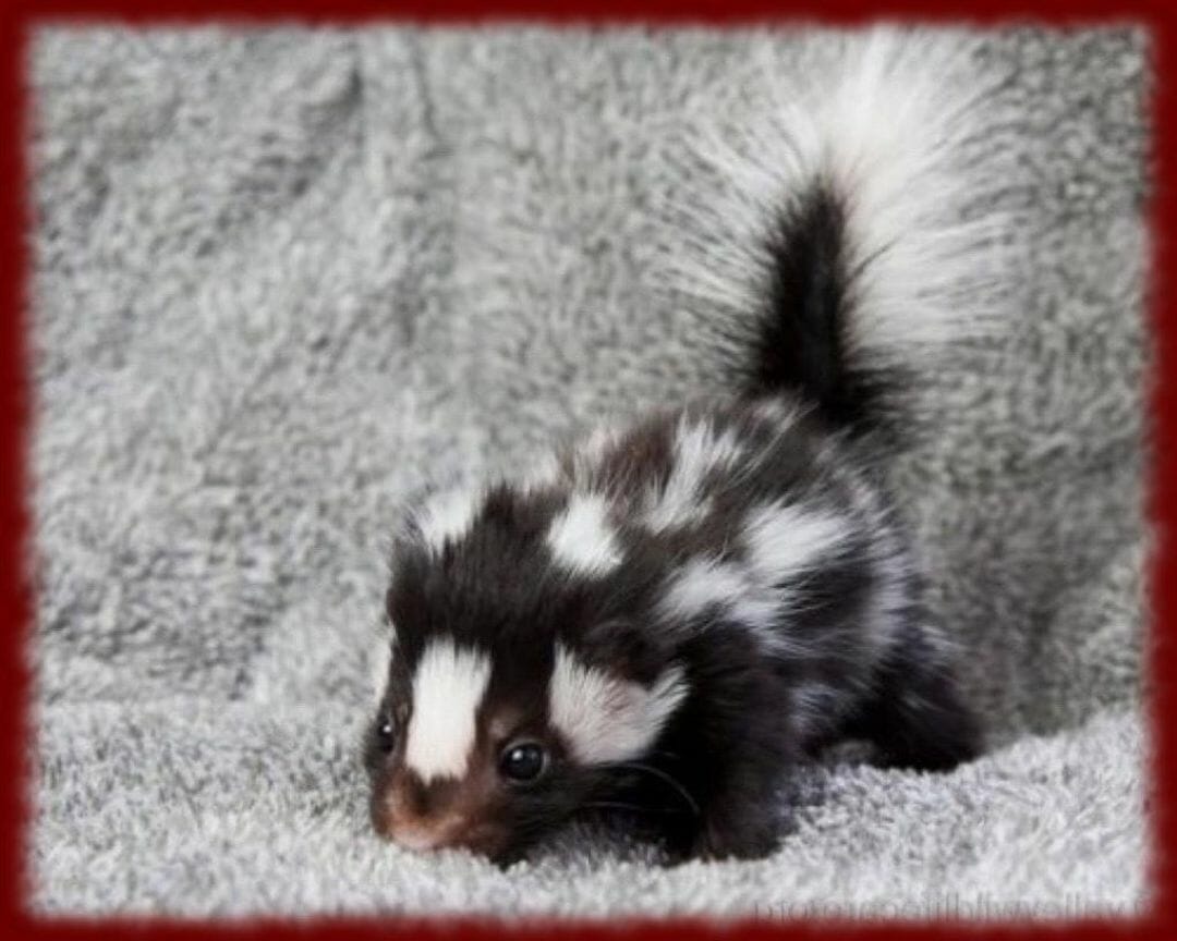 Skunks Wallpapers