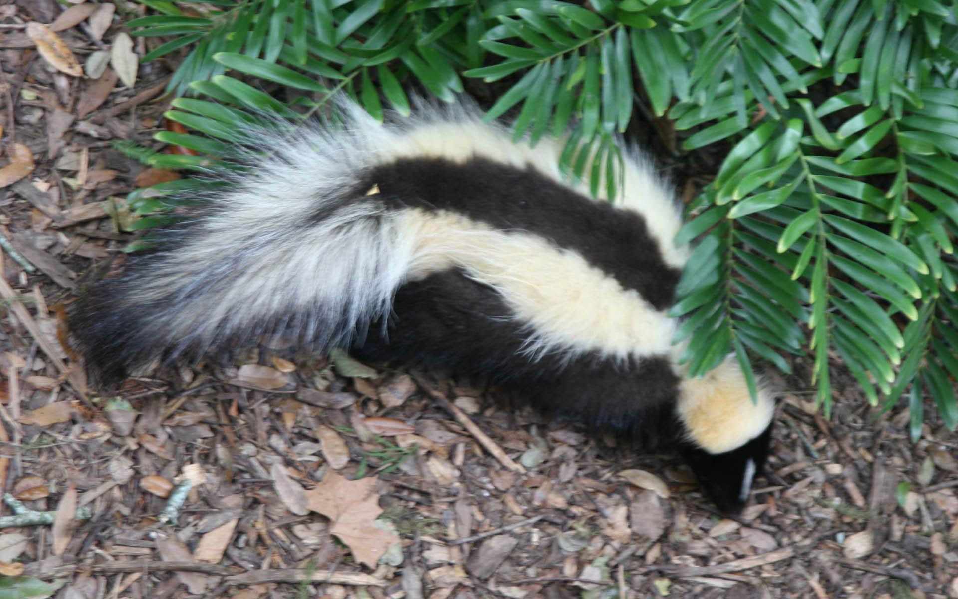 Skunks Wallpapers