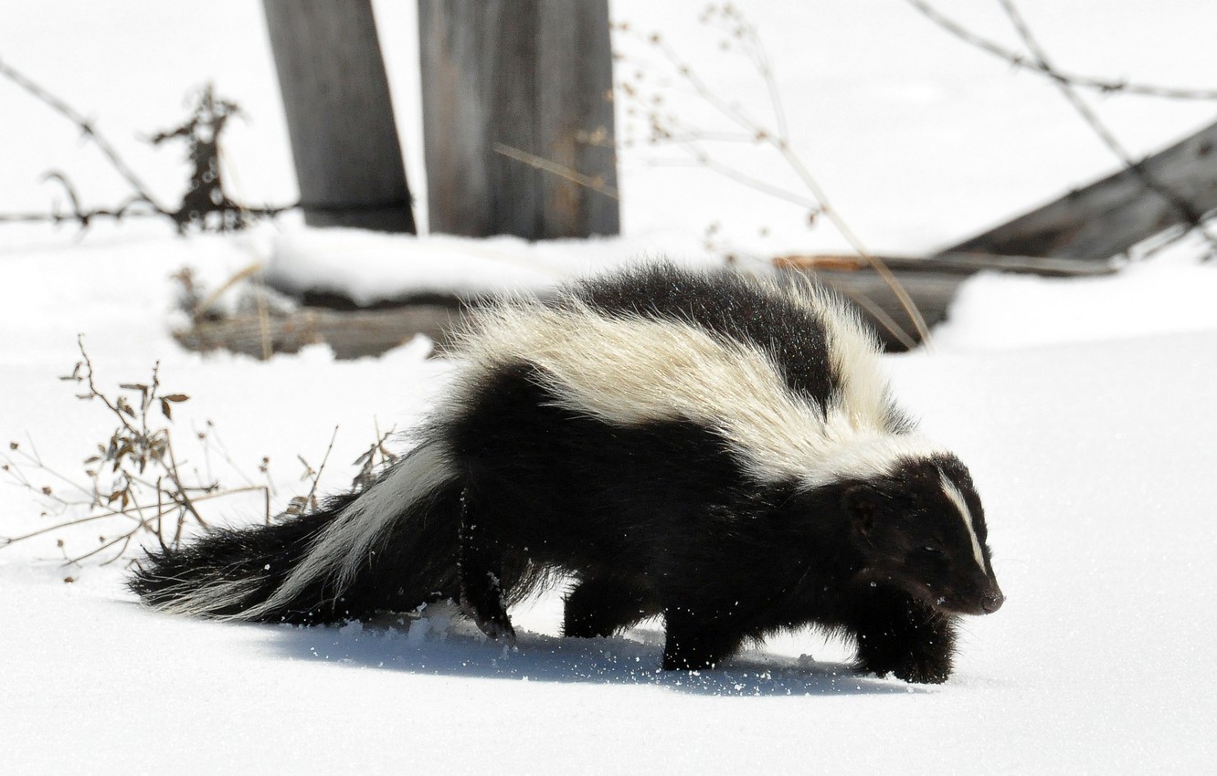 Skunks Wallpapers