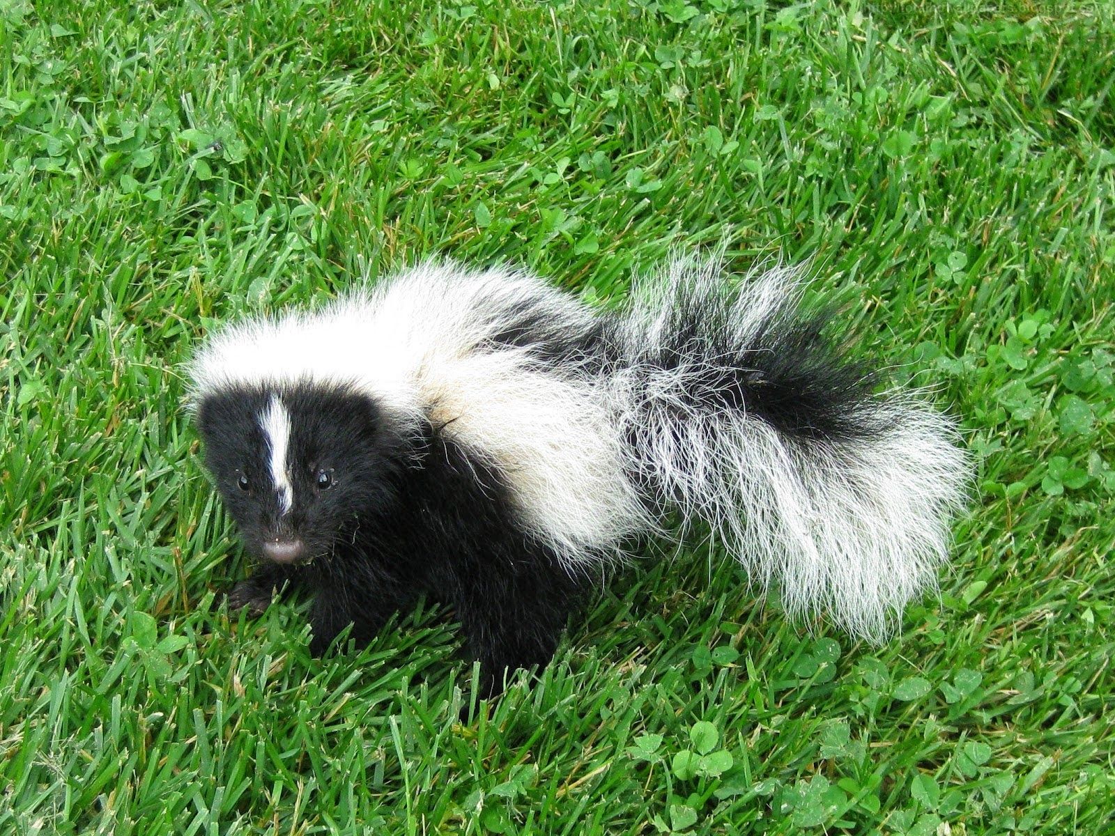 Skunks Wallpapers