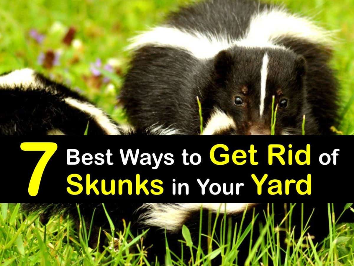 Skunks Wallpapers