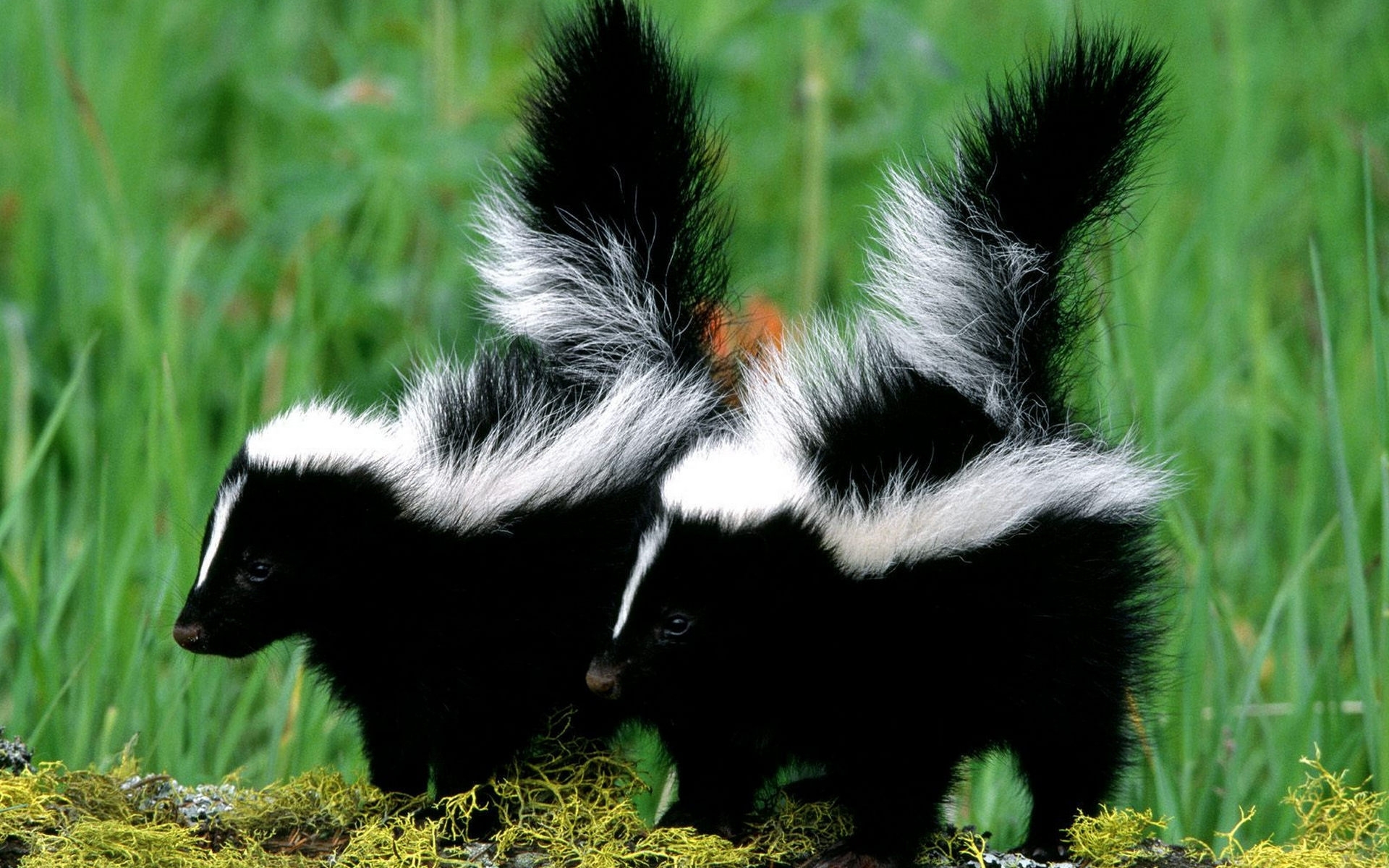 Skunks Wallpapers