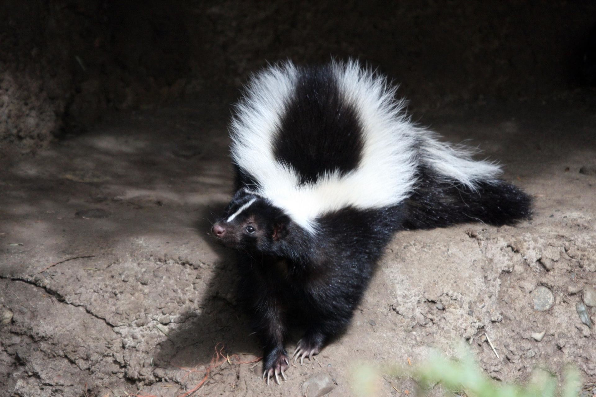 Skunks Wallpapers