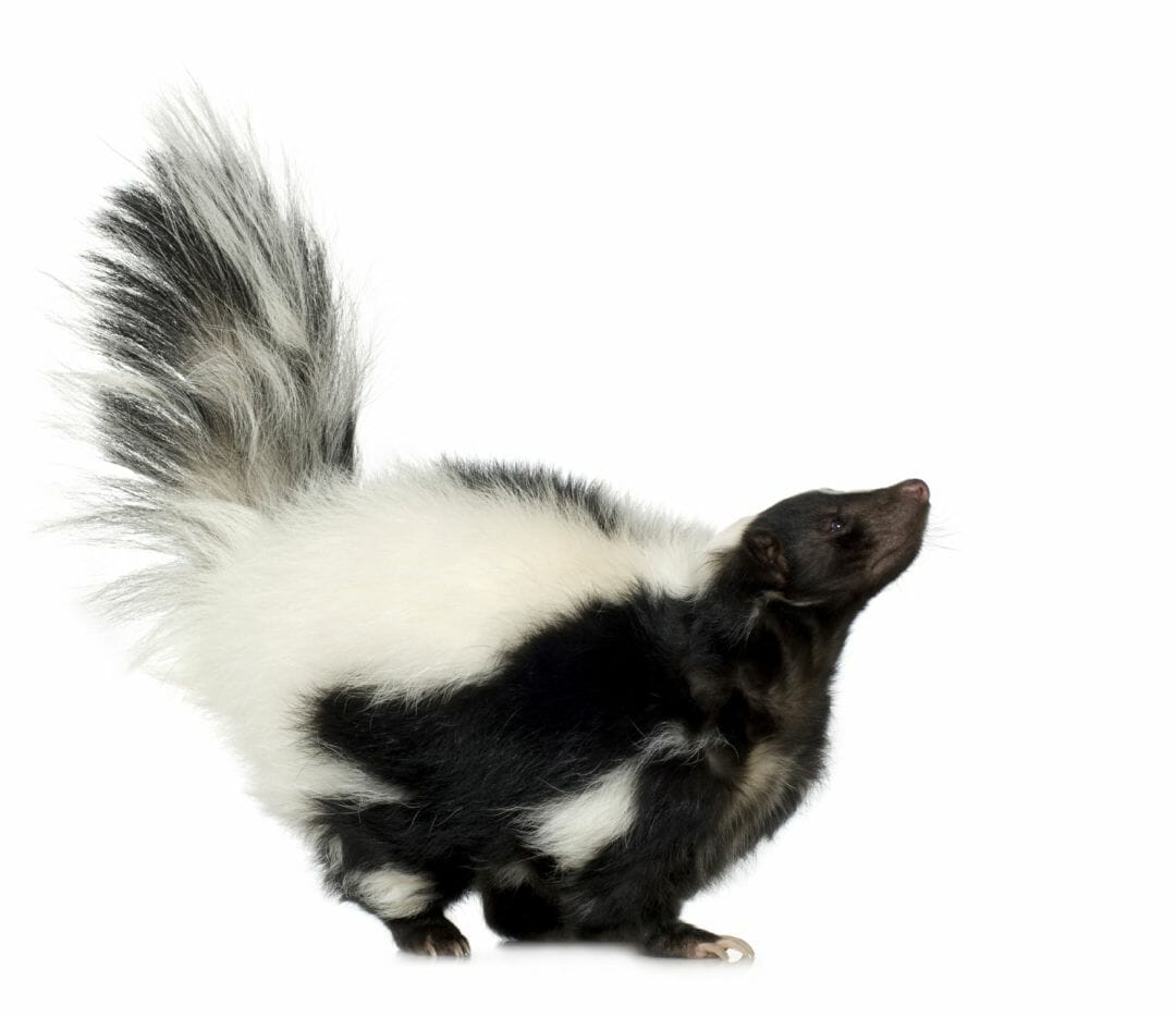 Skunks Wallpapers