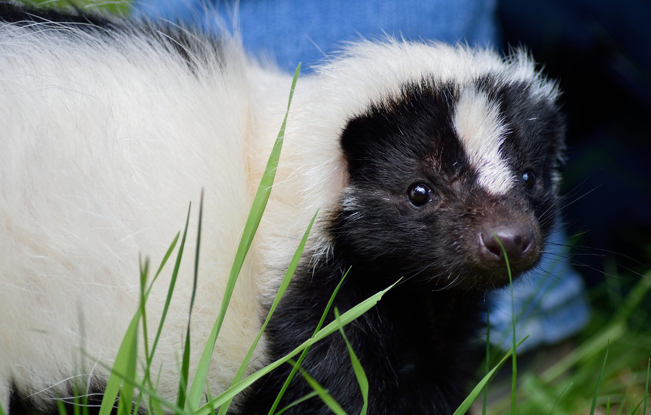 Skunks Wallpapers