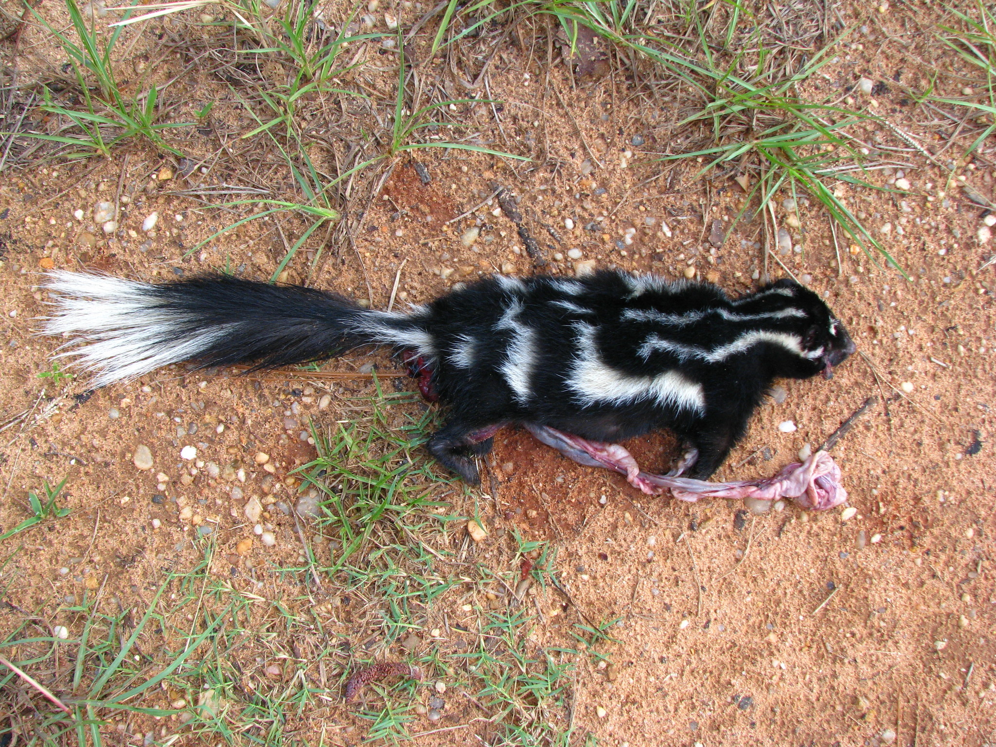 Skunks Wallpapers