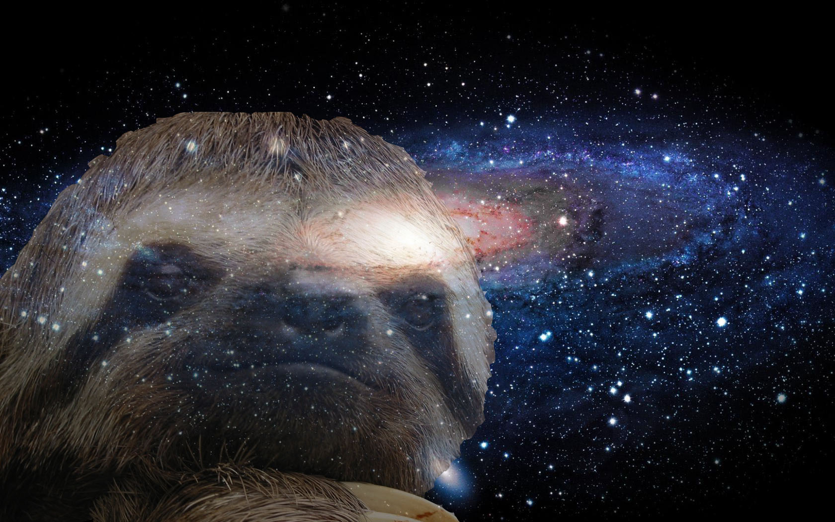 Sloth Wallpapers