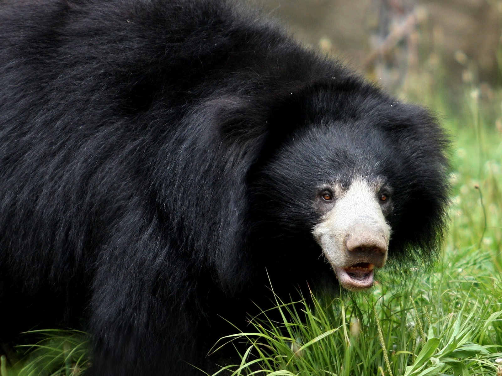 Sloth Bear Wallpapers