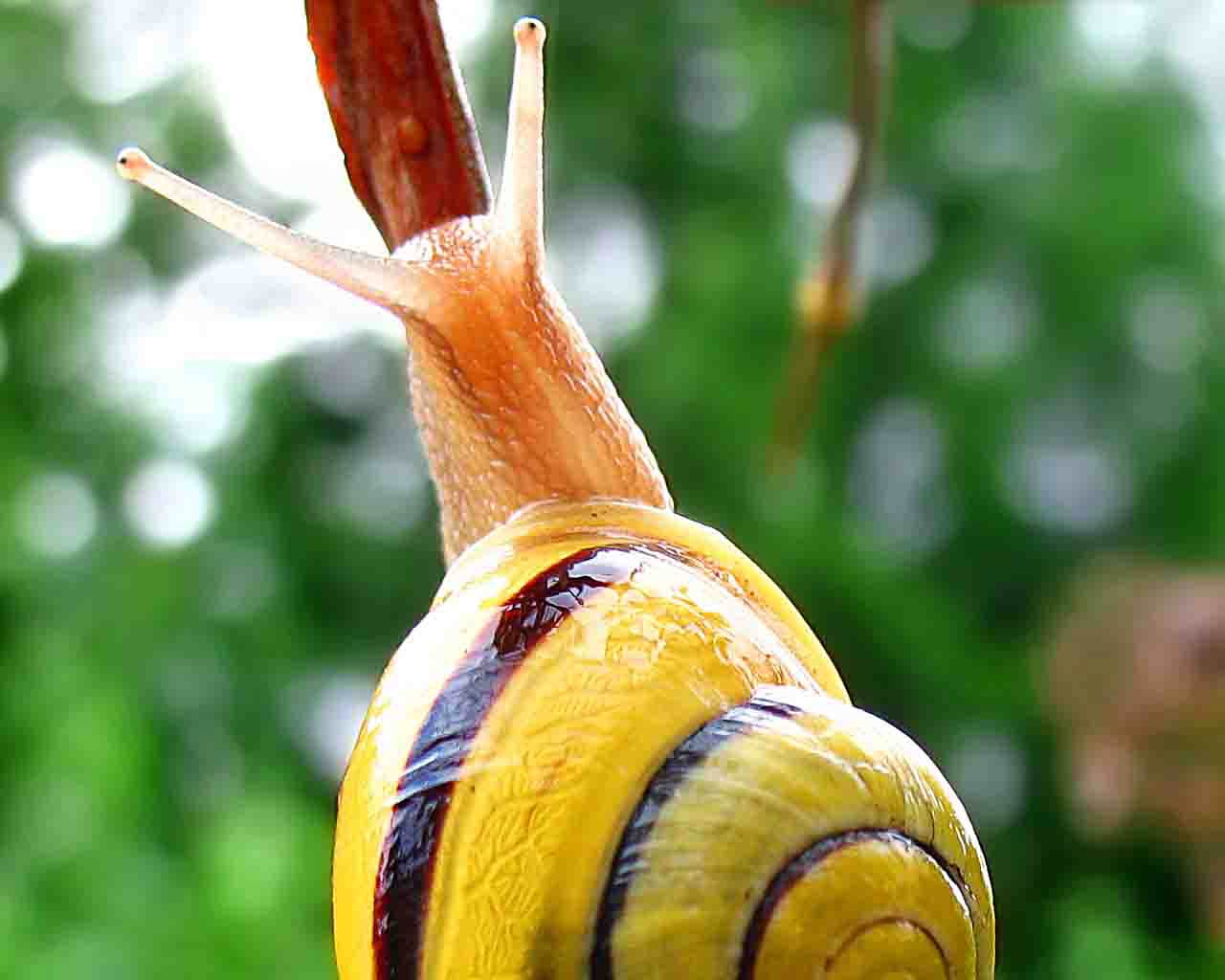 Snail Wallpapers