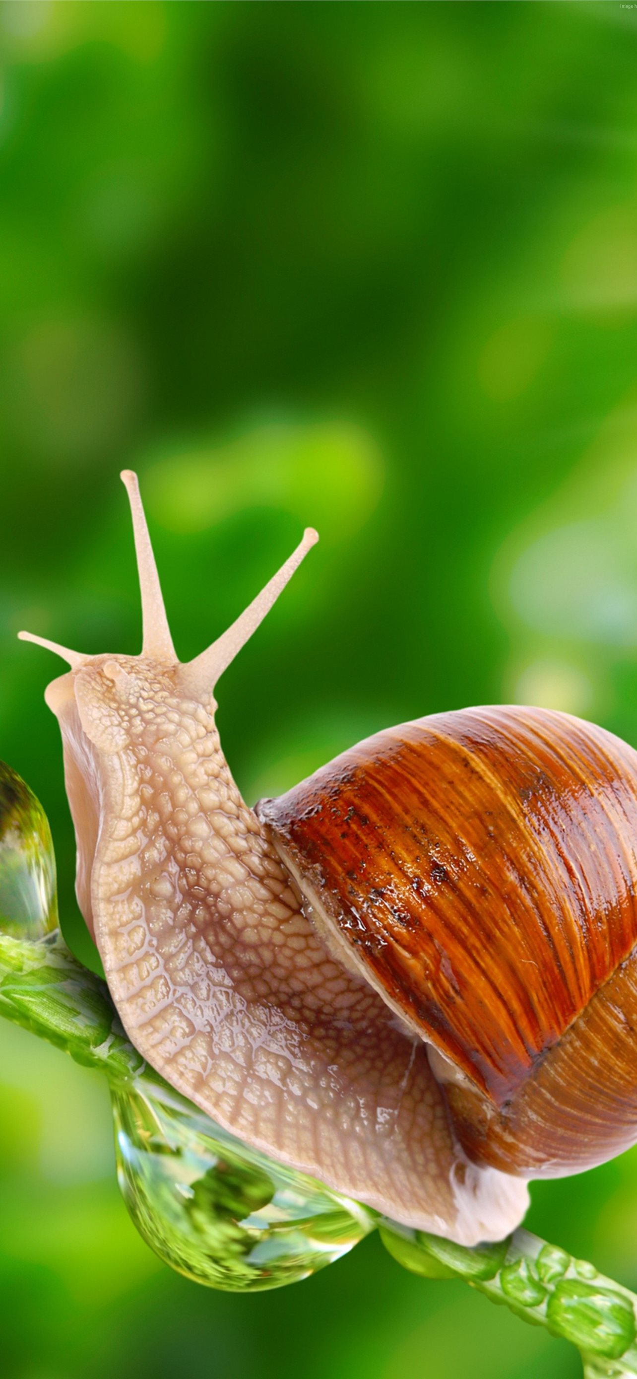 Snails Wallpapers