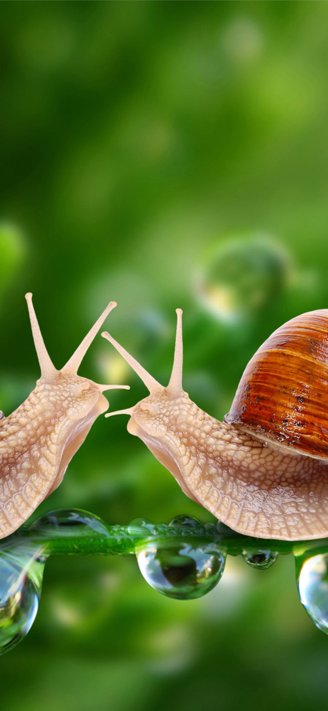 Snails Wallpapers