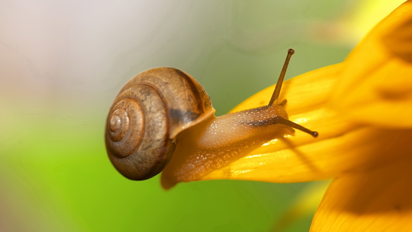 Snails Wallpapers