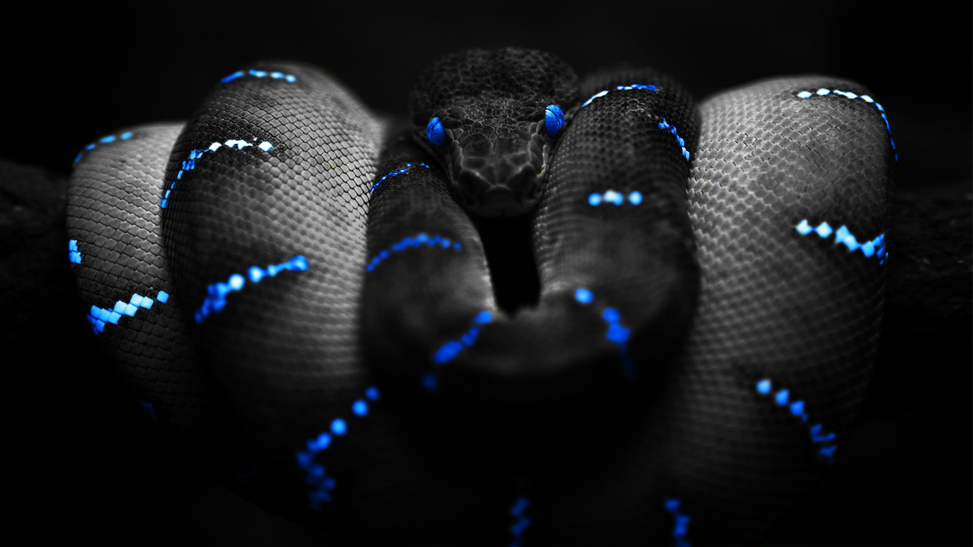 Snake Wallpapers