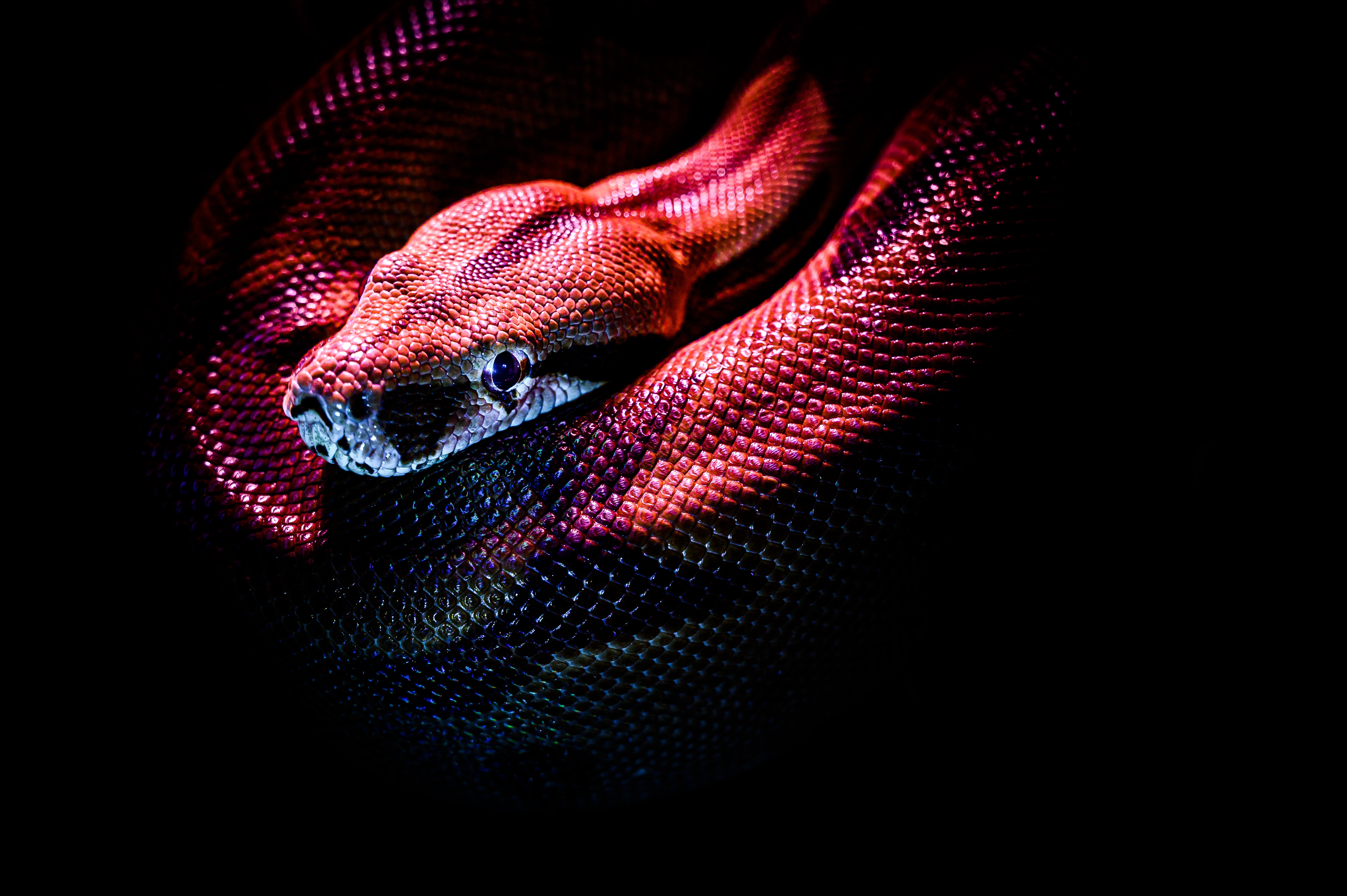 Snake Wallpapers