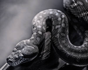 Snake Wallpapers