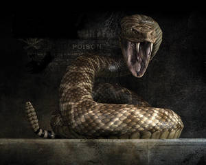 Snake Wallpapers