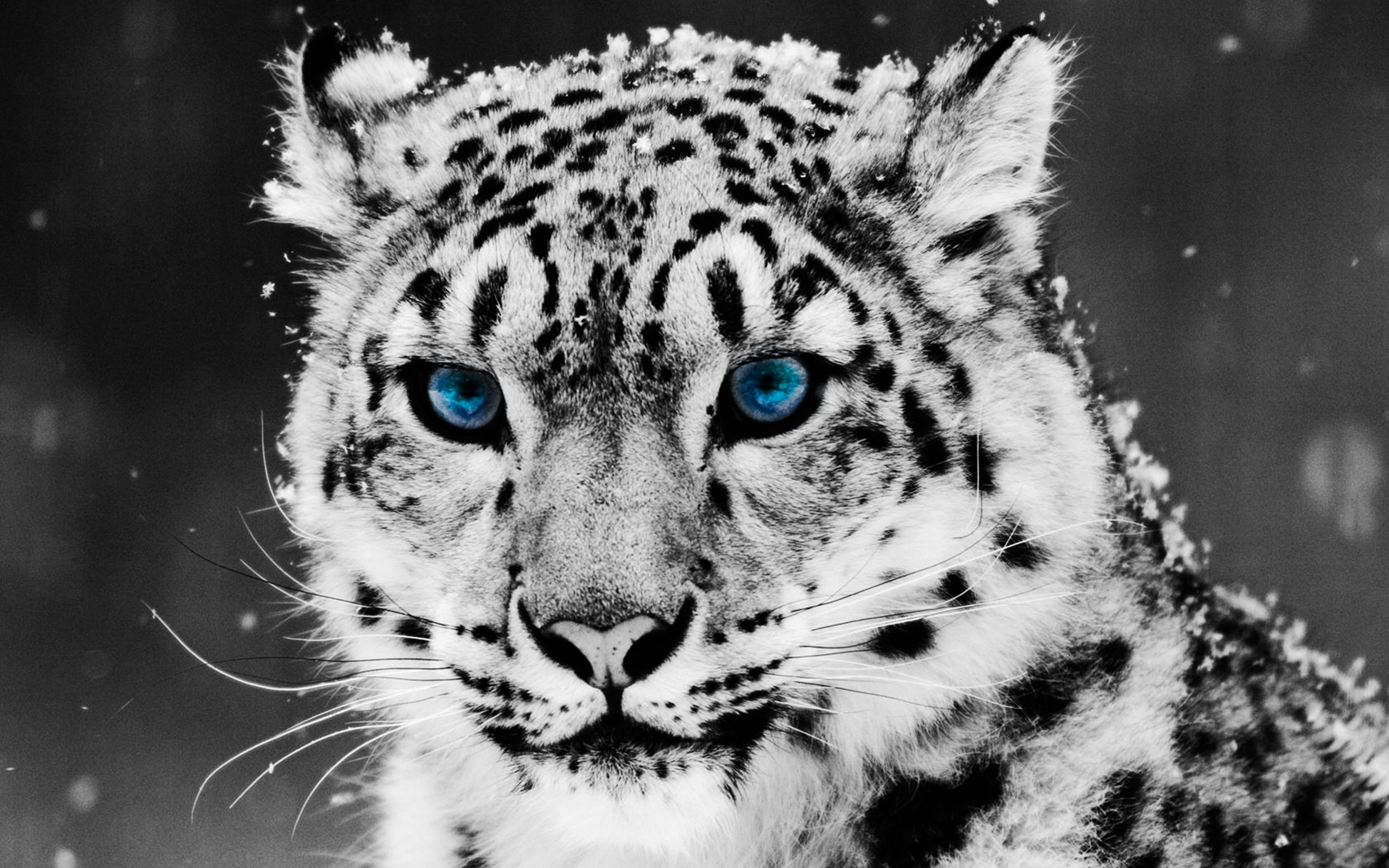 Snow Leopard Wallpapers