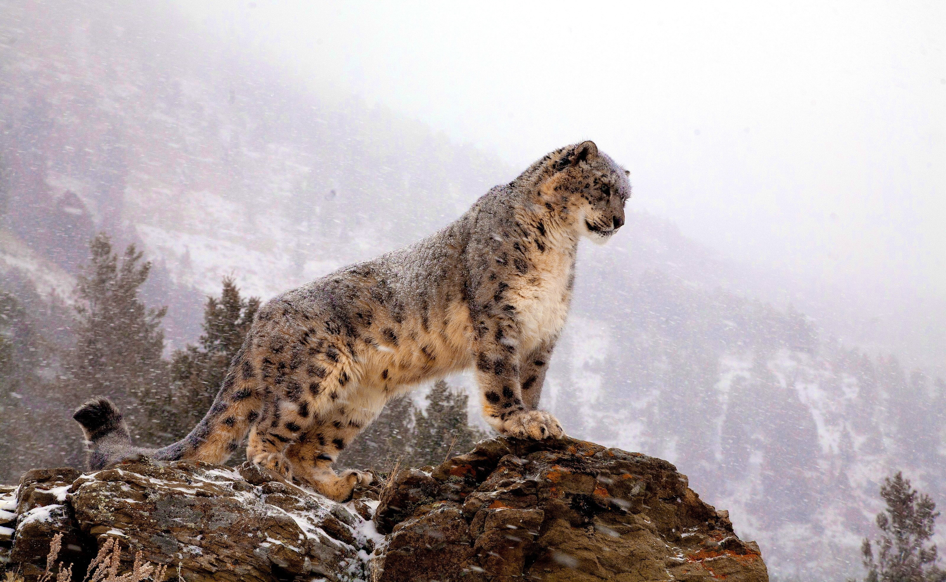 Snow Leopard Wallpapers