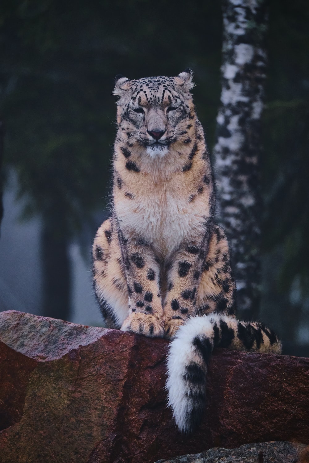 Snow Leopard Wallpapers