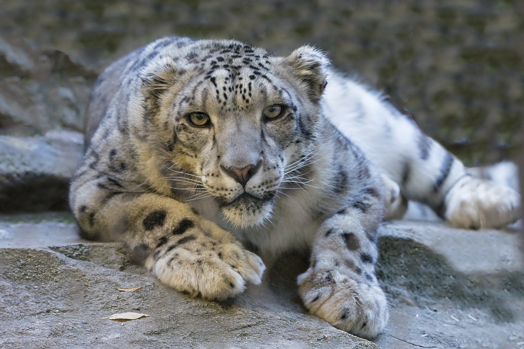 Snow Leopard Wallpapers