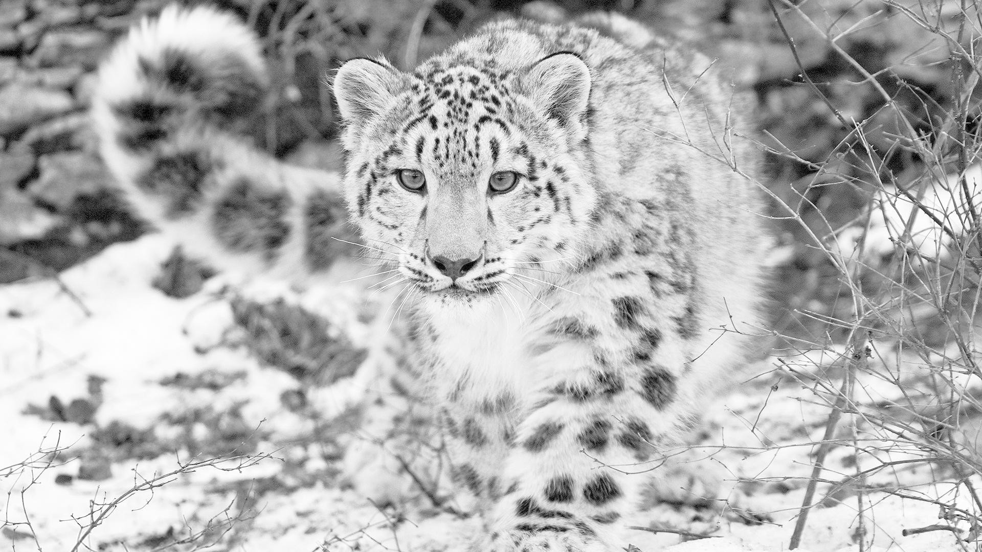 Snow Leopard Wallpapers