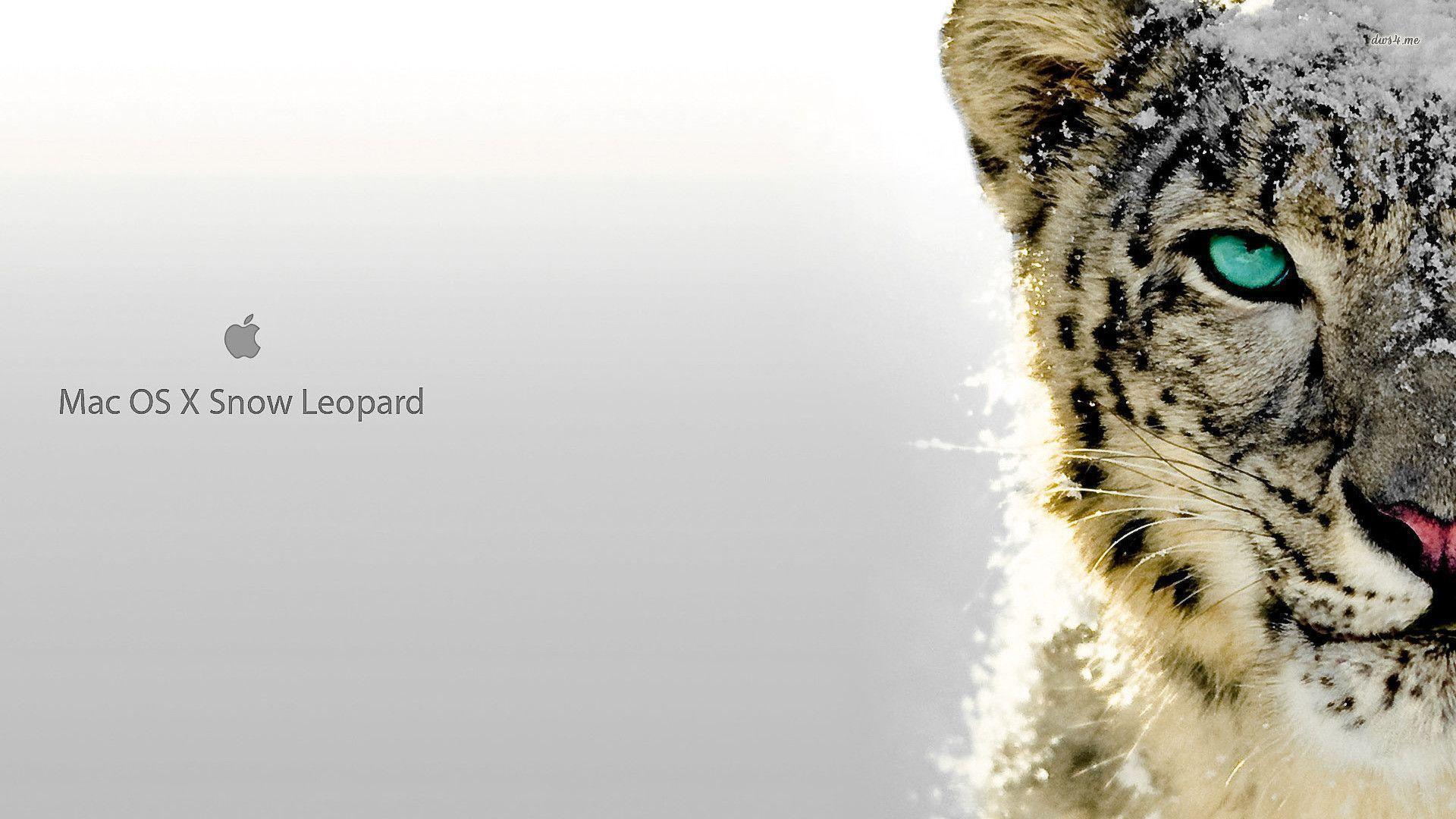 Snow Leopard Wallpapers