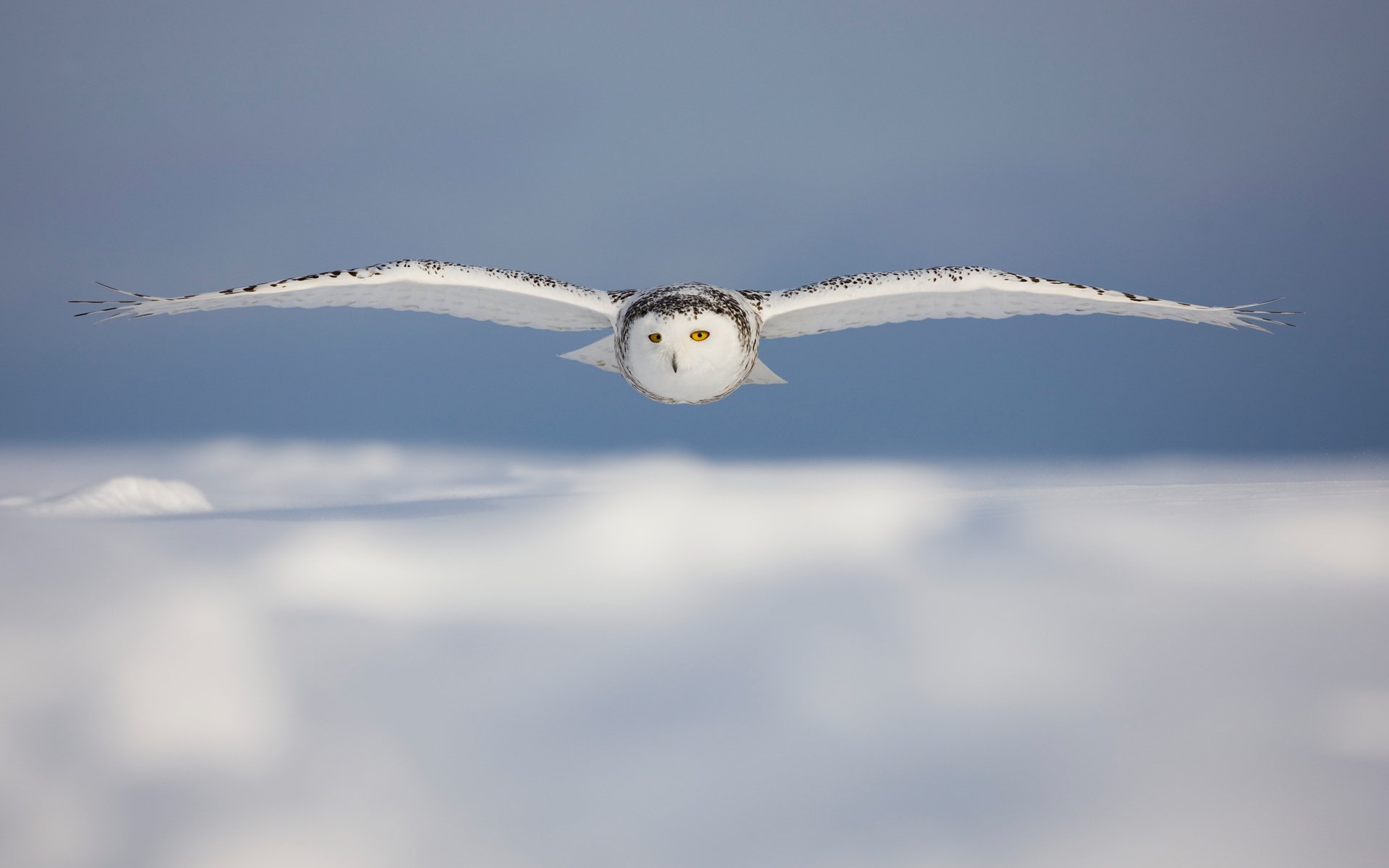 Snowy Owl Wallpapers