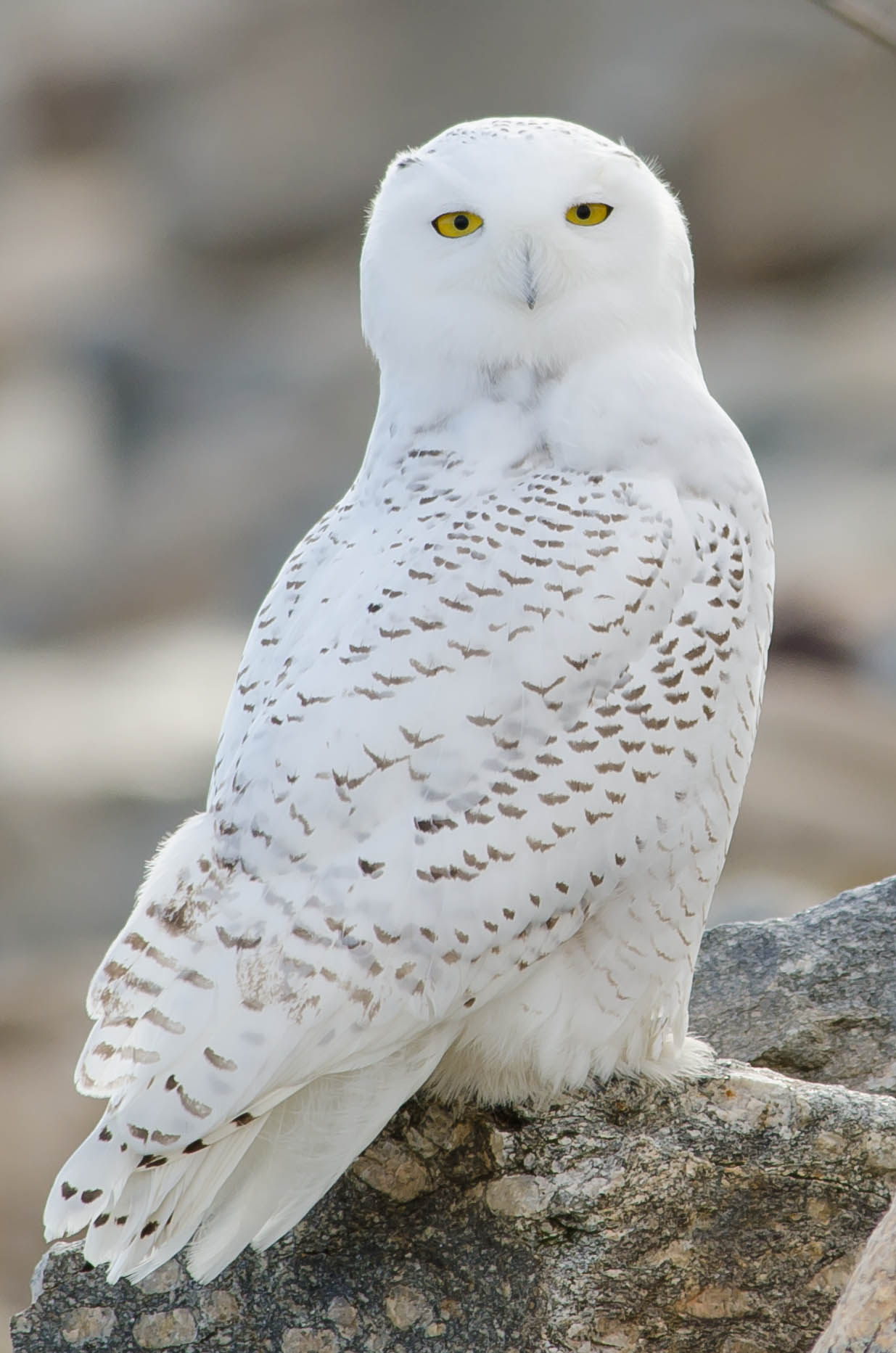 Snowy Owl Wallpapers