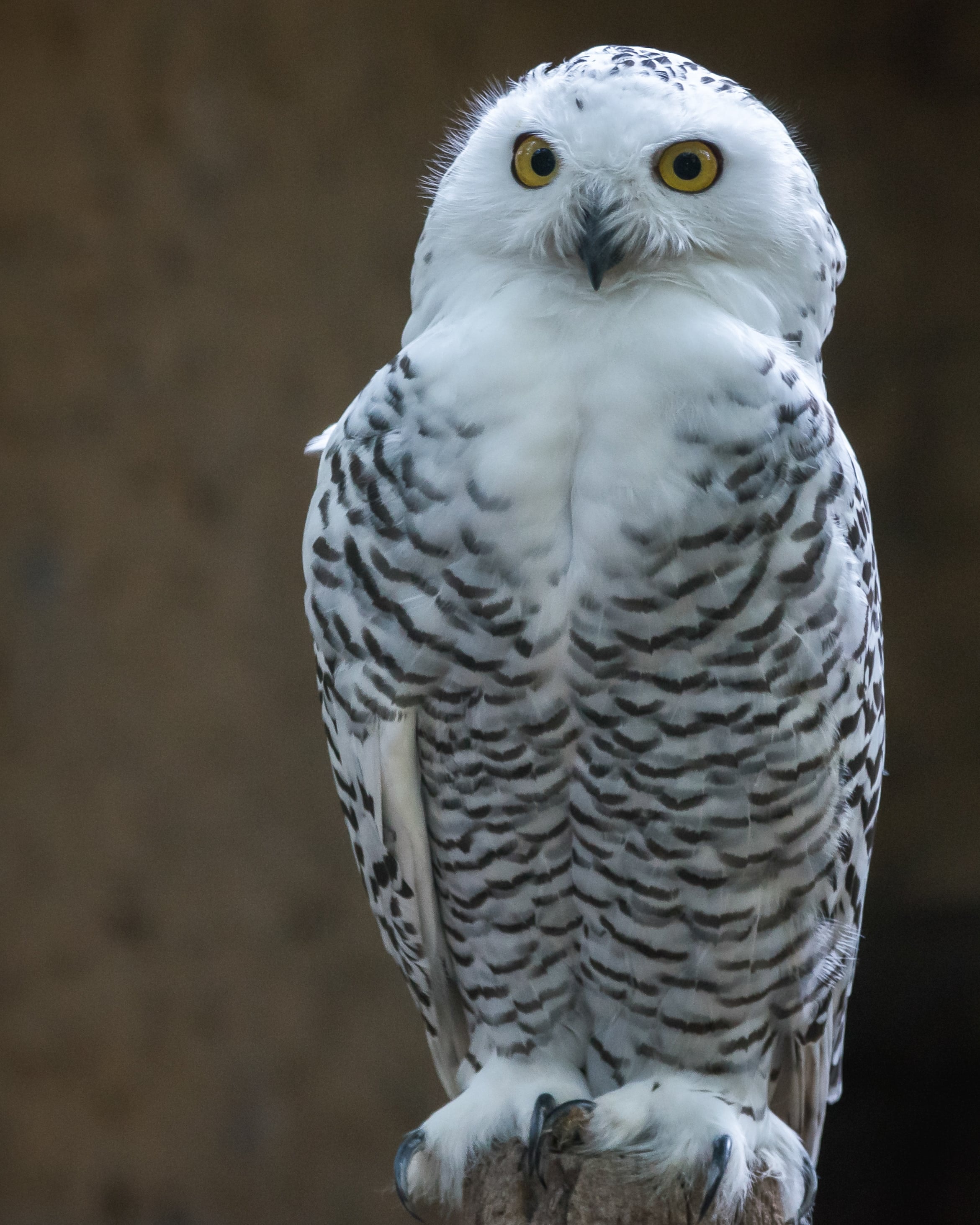 Snowy Owl Wallpapers