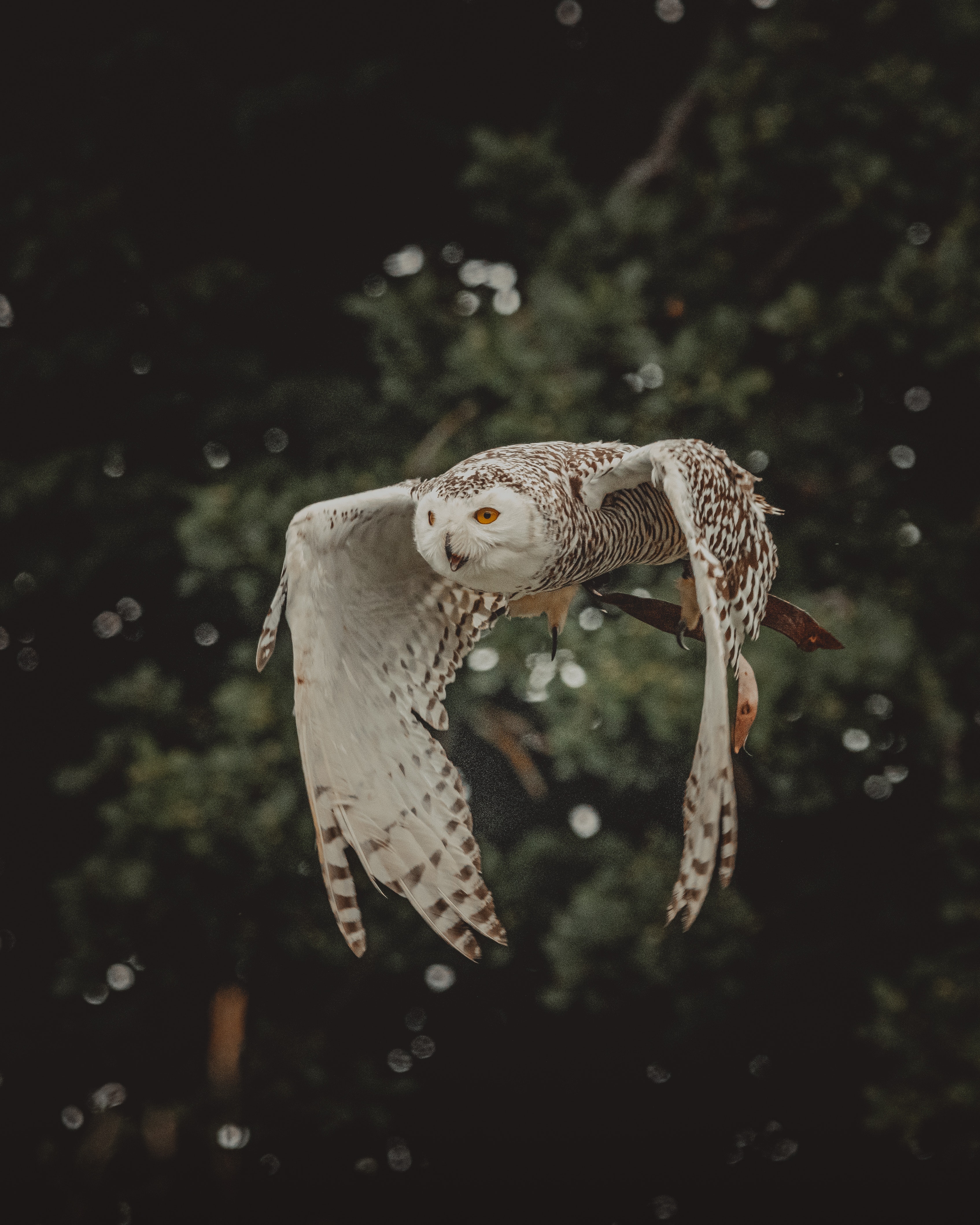 Snowy Owl Wallpapers