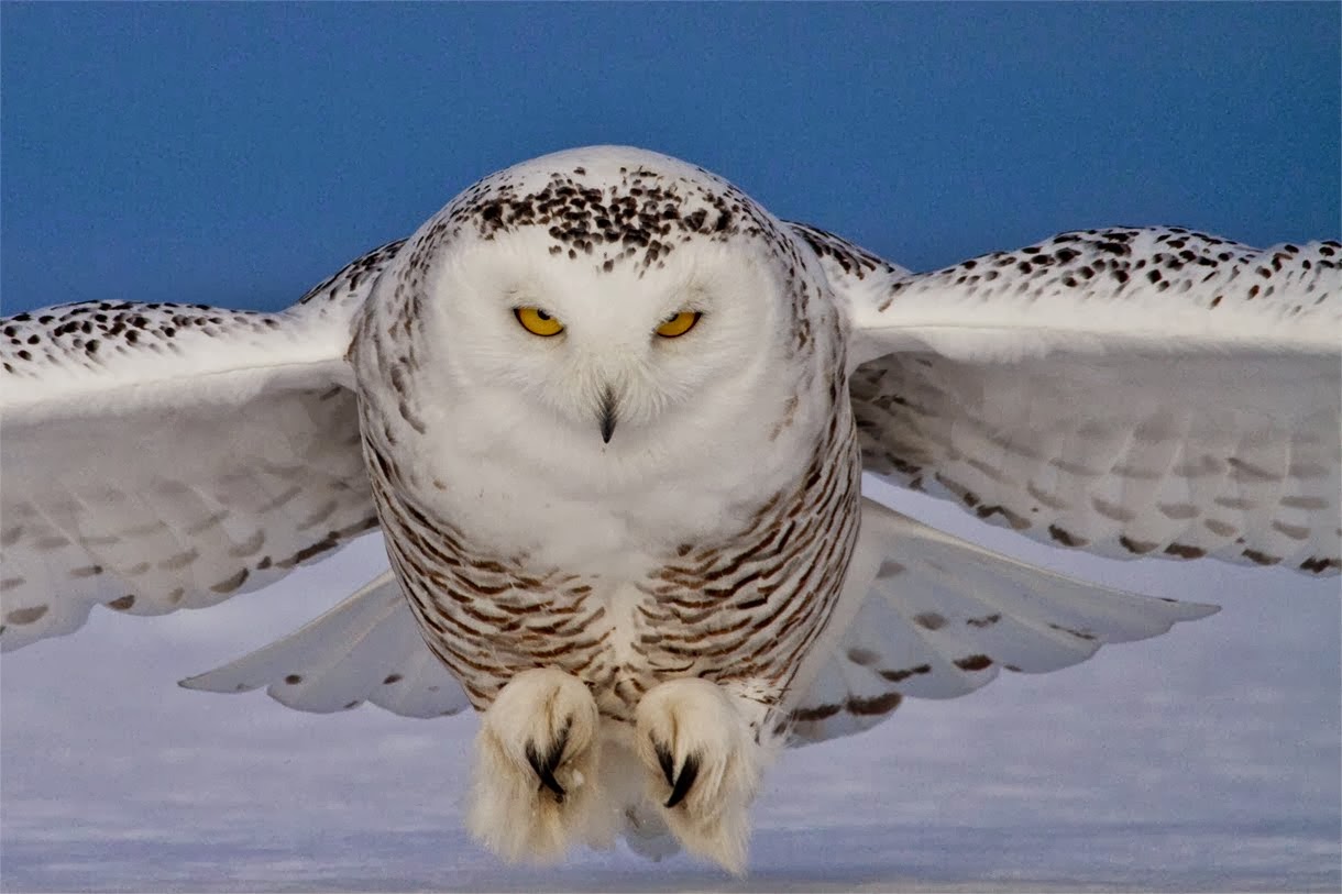 Snowy Owl Wallpapers