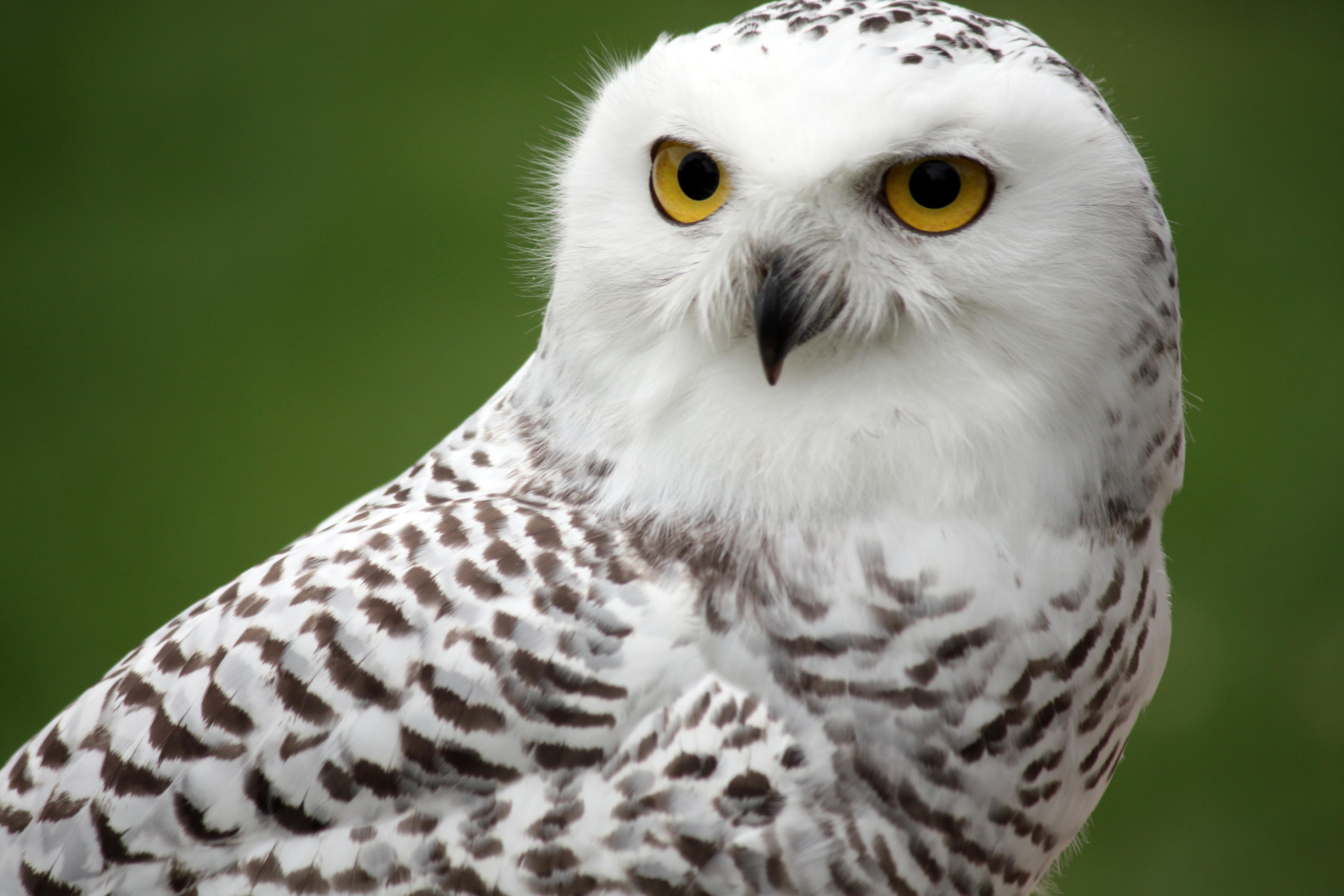 Snowy Owl Wallpapers