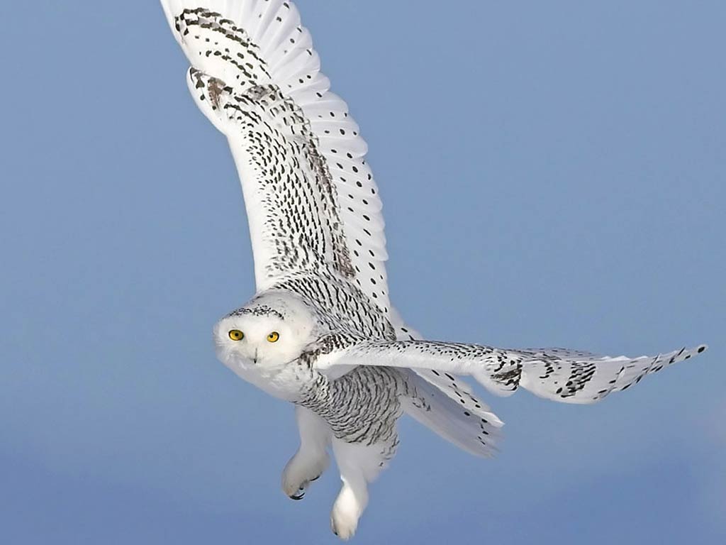 Snowy Owl Wallpapers