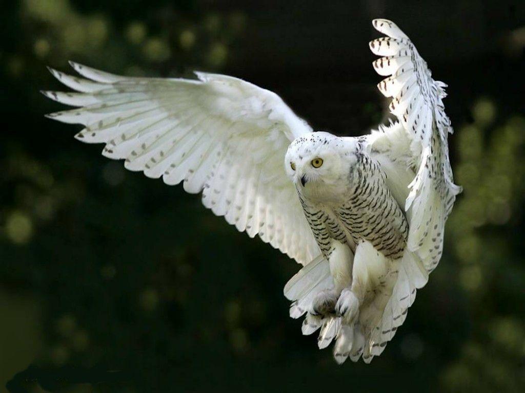 Snowy Owl Wallpapers