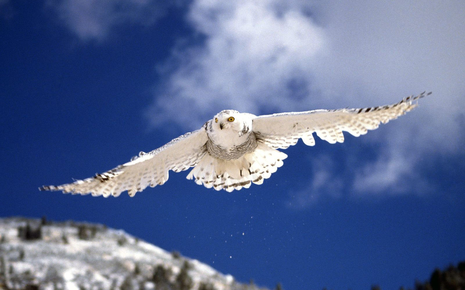 Snowy Owl Wallpapers