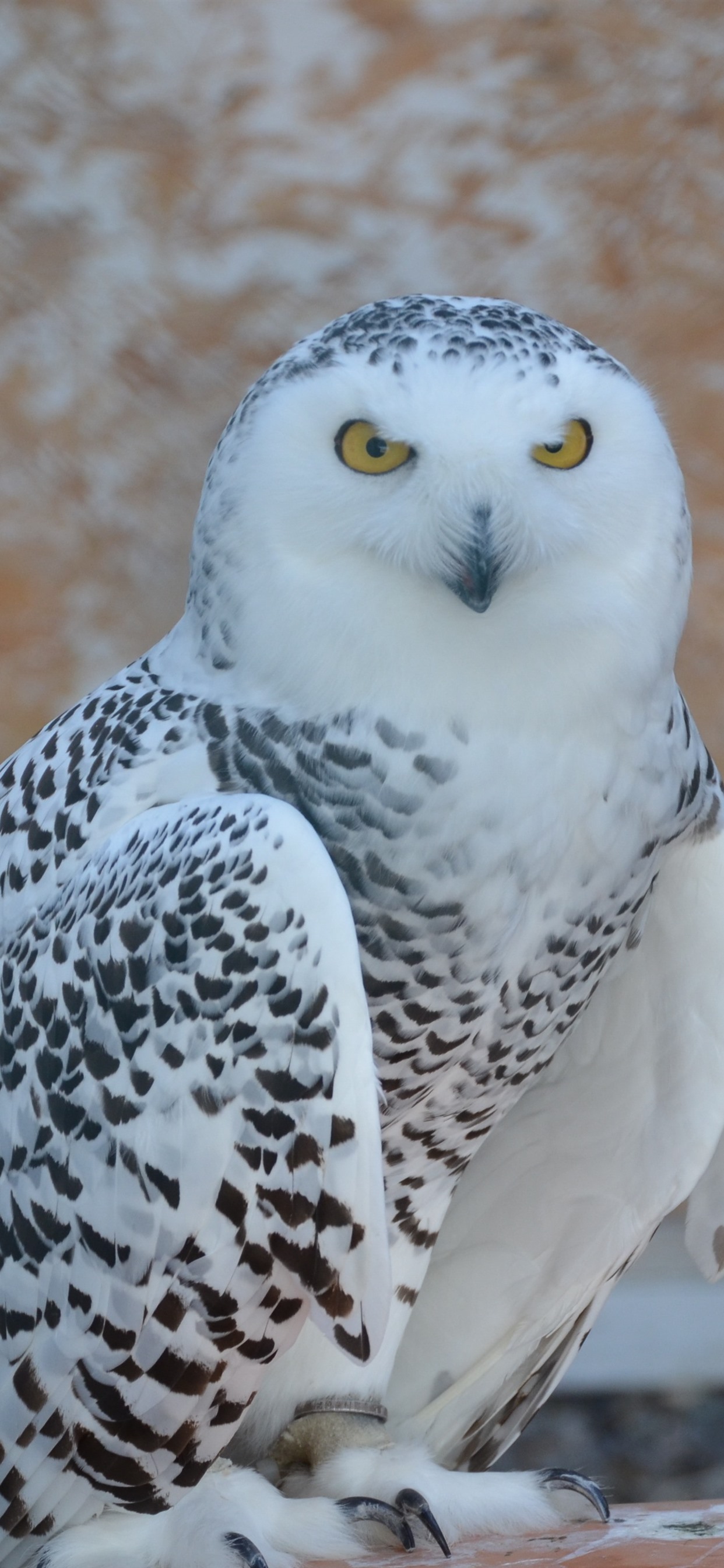 Snowy Owl Wallpapers