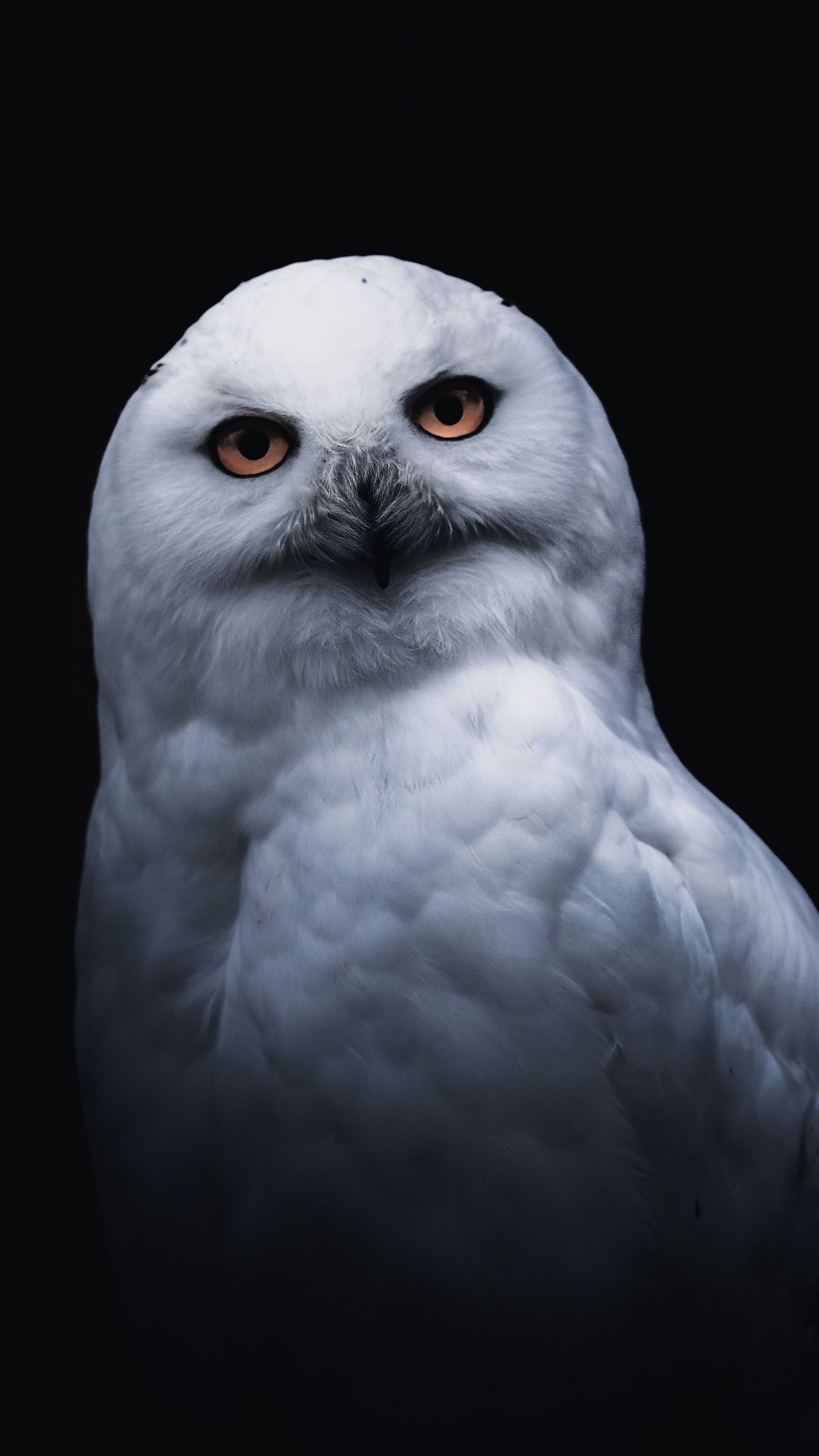 Snowy Owl Wallpapers