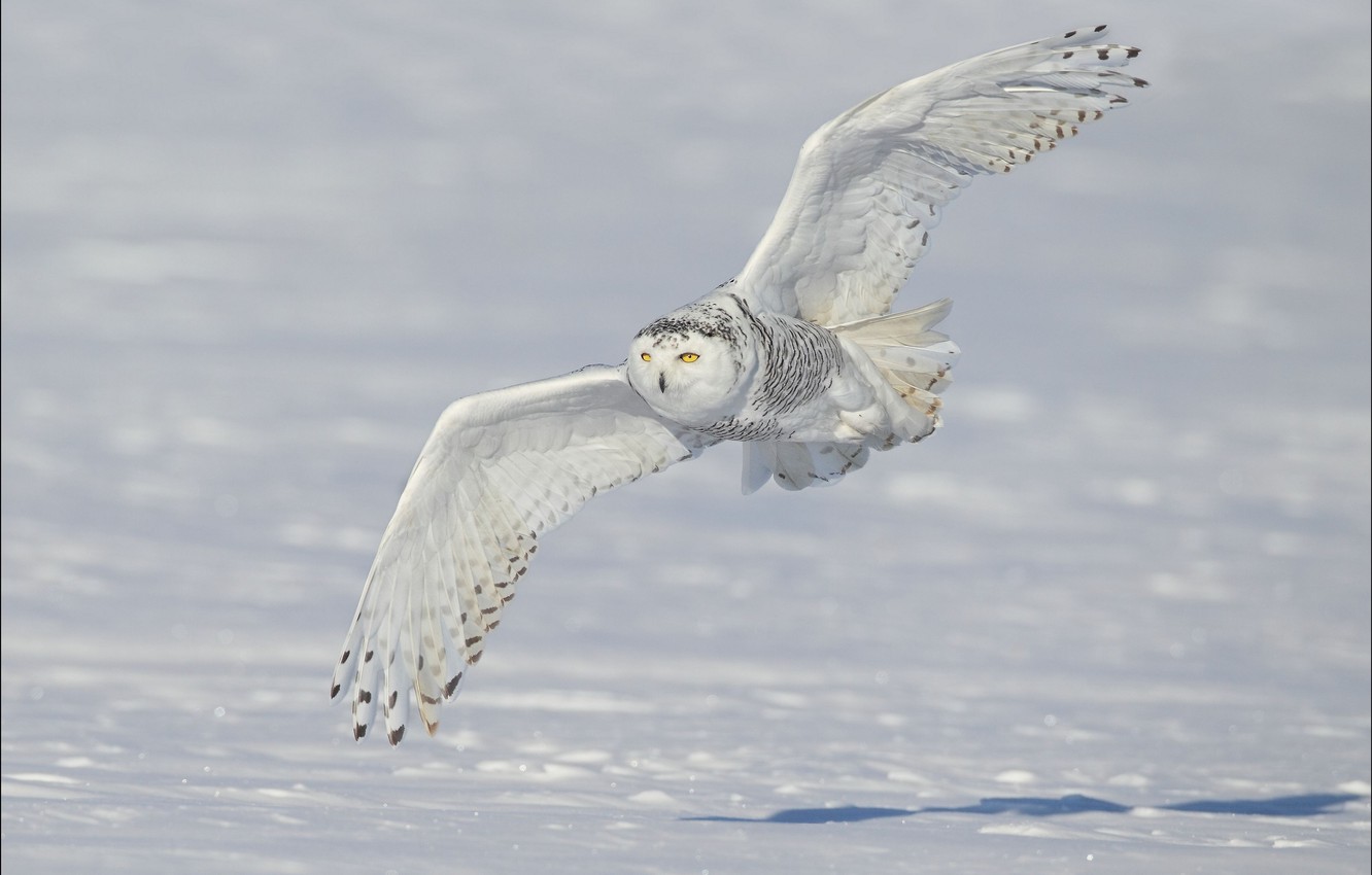 Snowy Owl Wallpapers