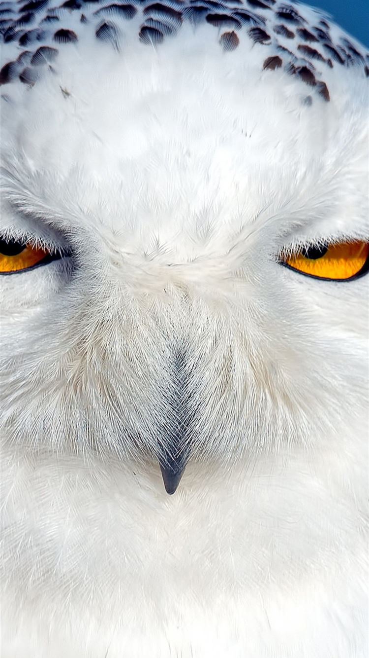 Snowy Owl Wallpapers