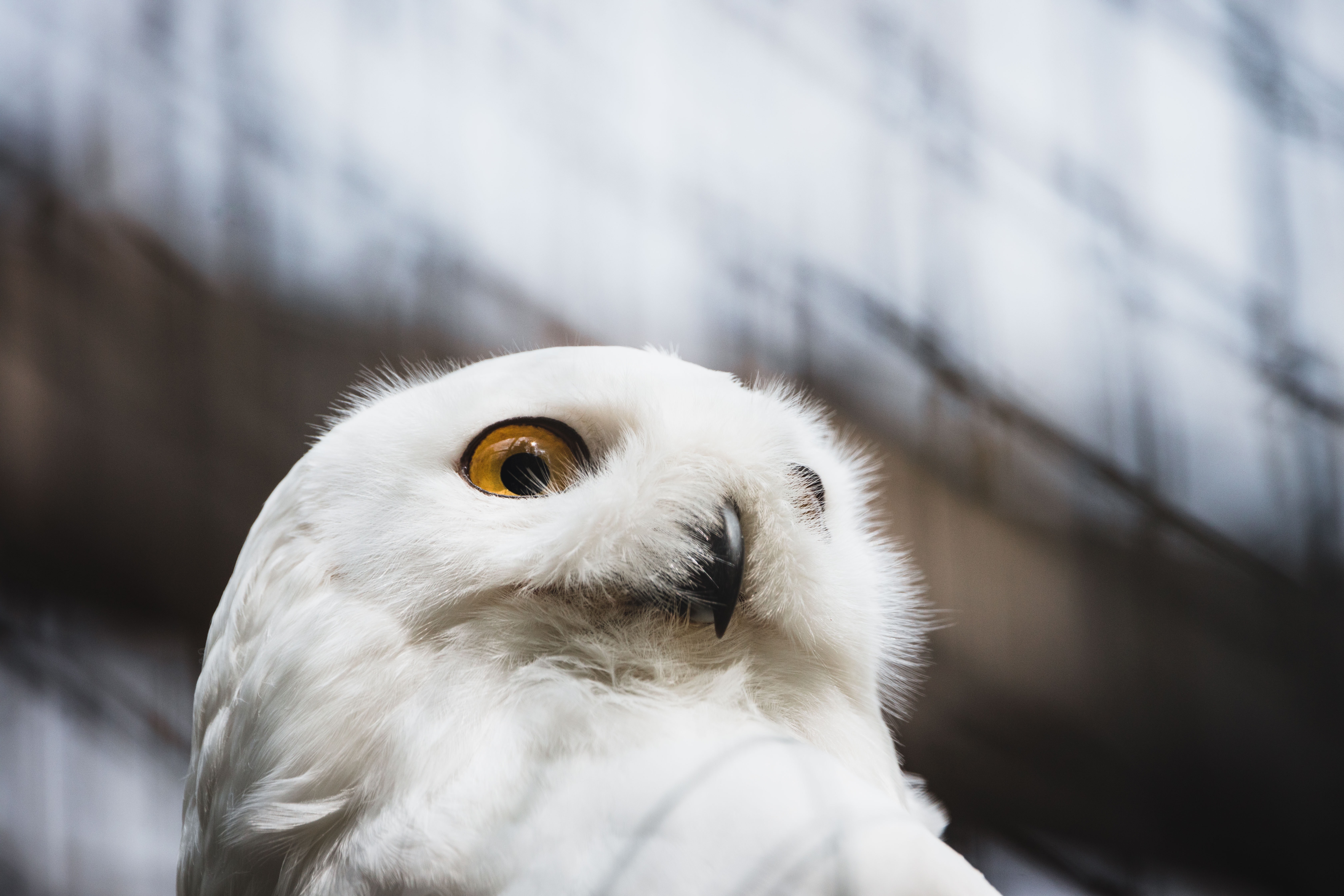 Snowy Owl Wallpapers