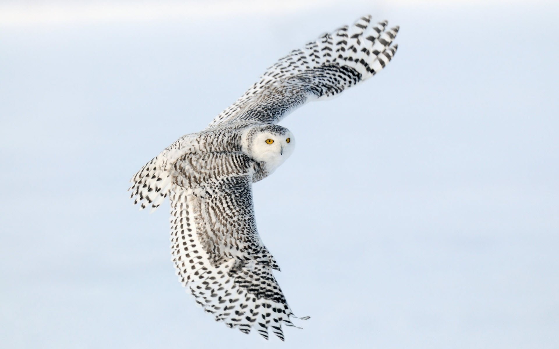 Snowy Owl Wallpapers