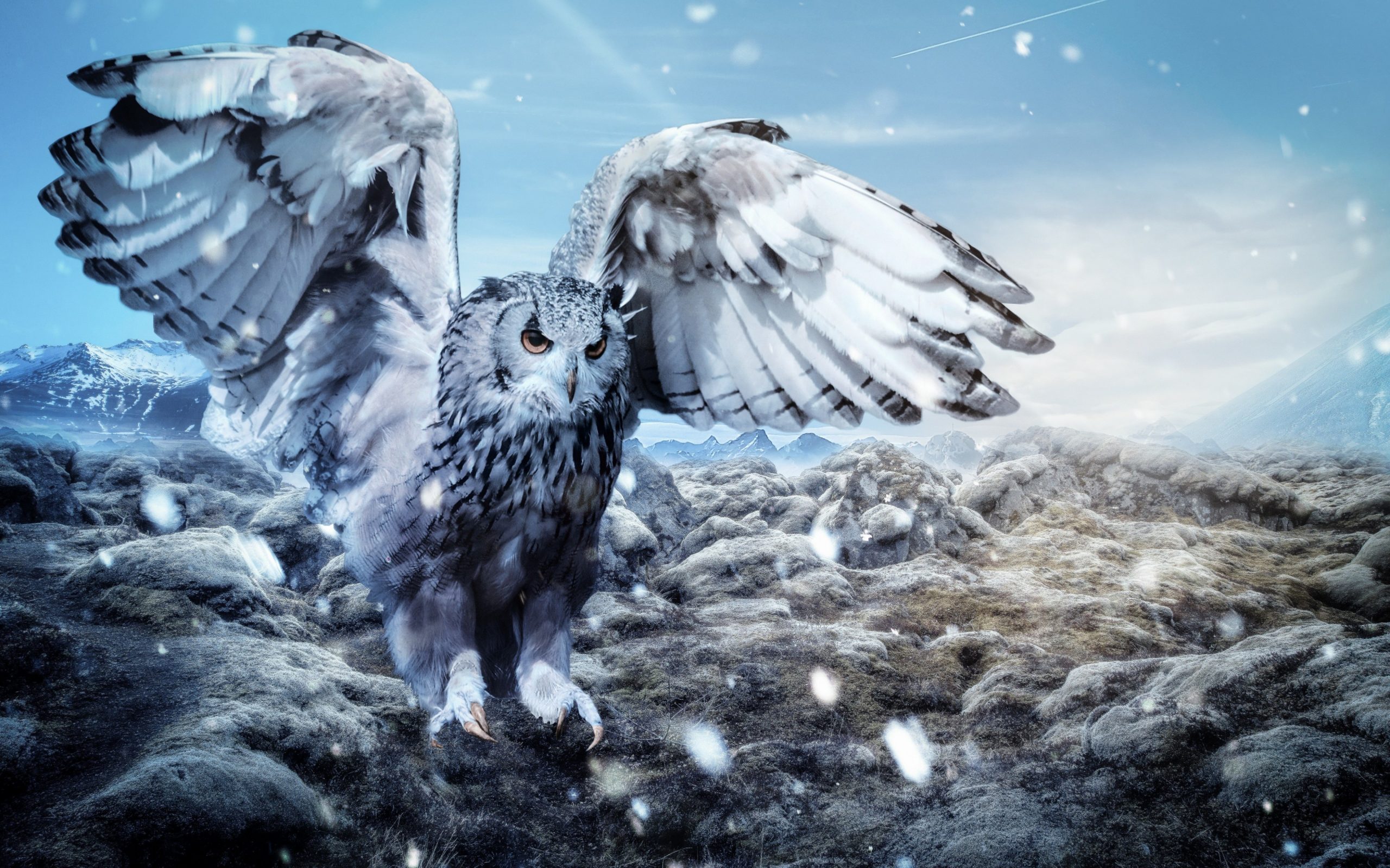 Snowy Owl Wallpapers