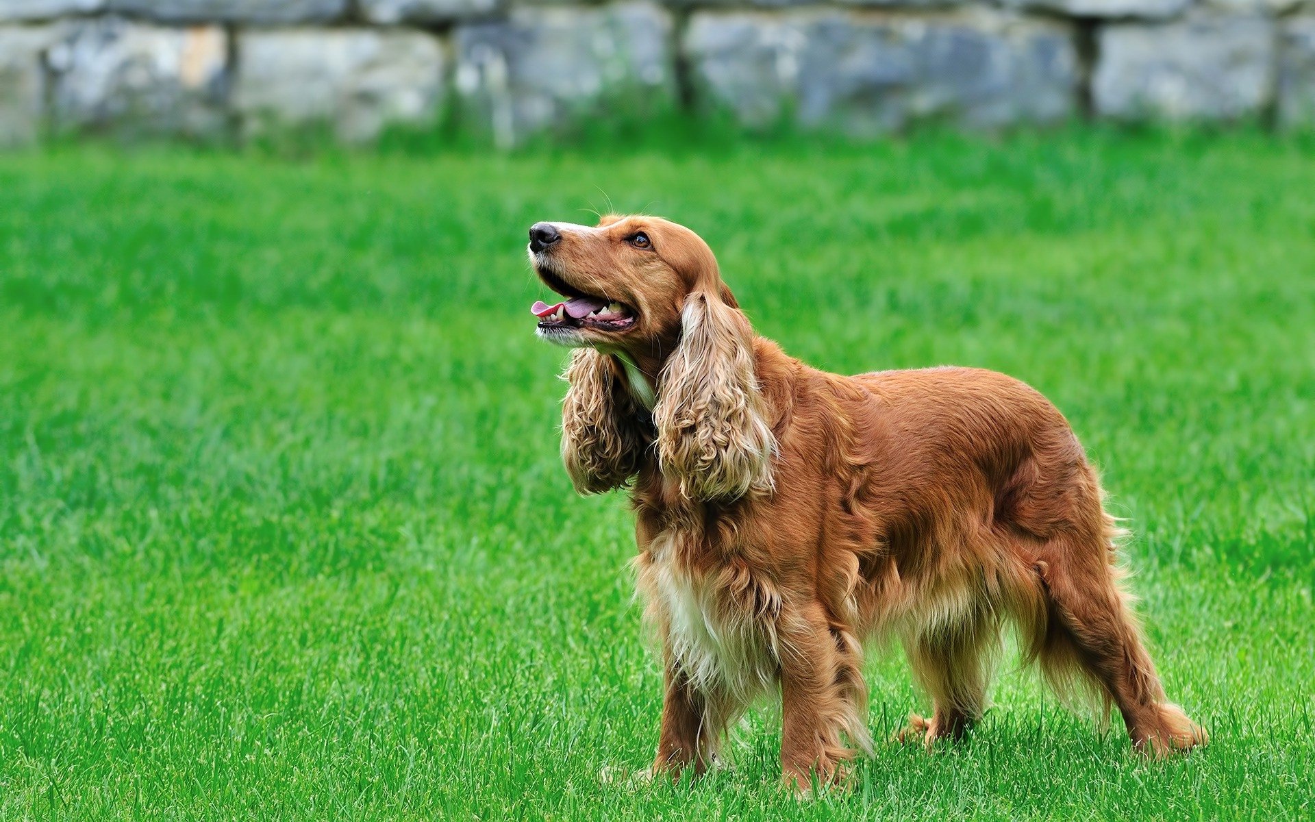 Spaniel Wallpapers