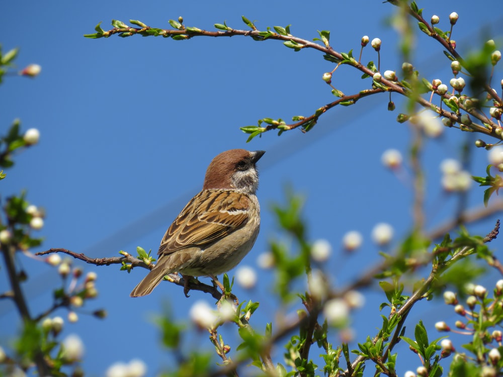 Sparrow Wallpapers